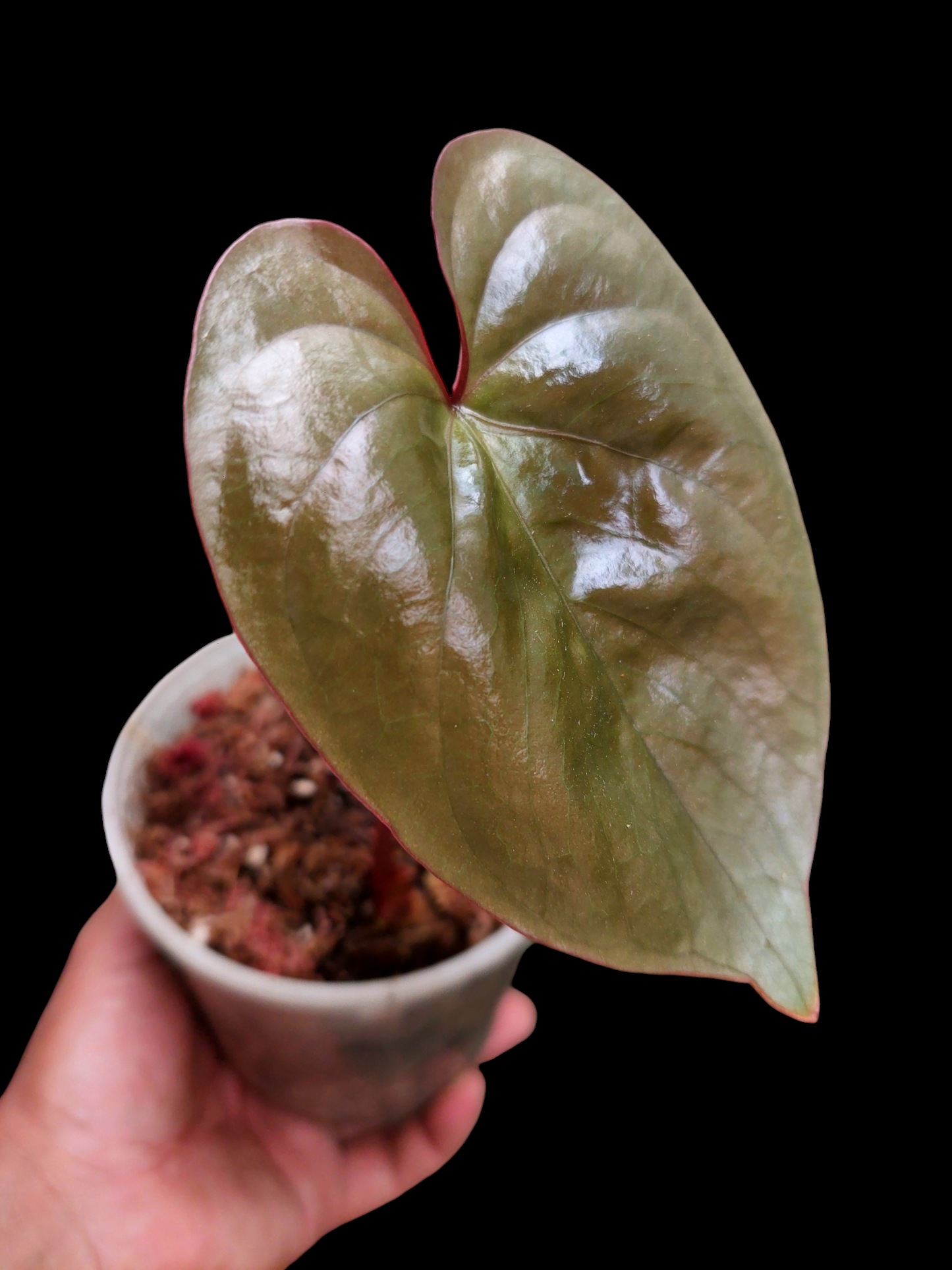 Anthurium sp. "Silver Peru" Rose Gold Phenotype (EXACT PLANT)