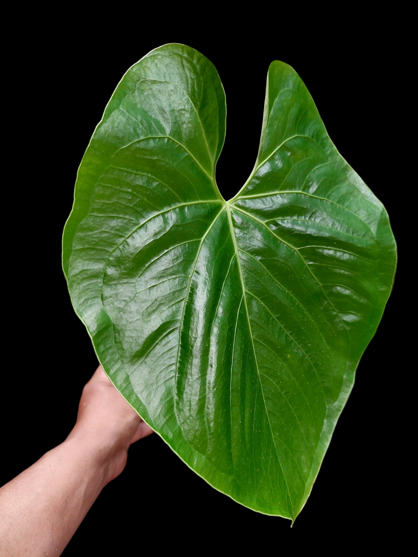 Anthurium sp. "Titan" (EXACT PLANT)