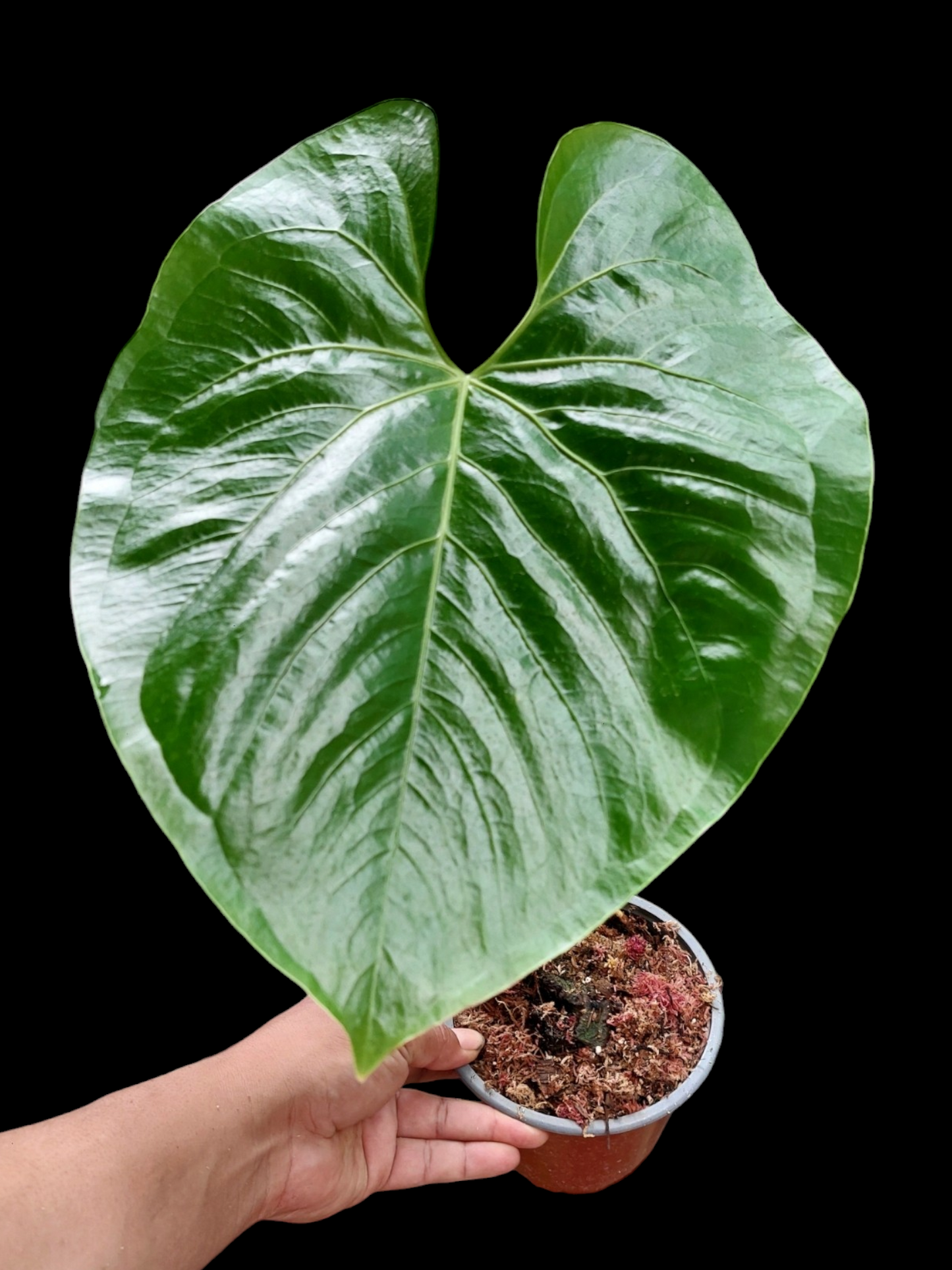 Anthurium sp. "Titan" (EXACT PLANT)