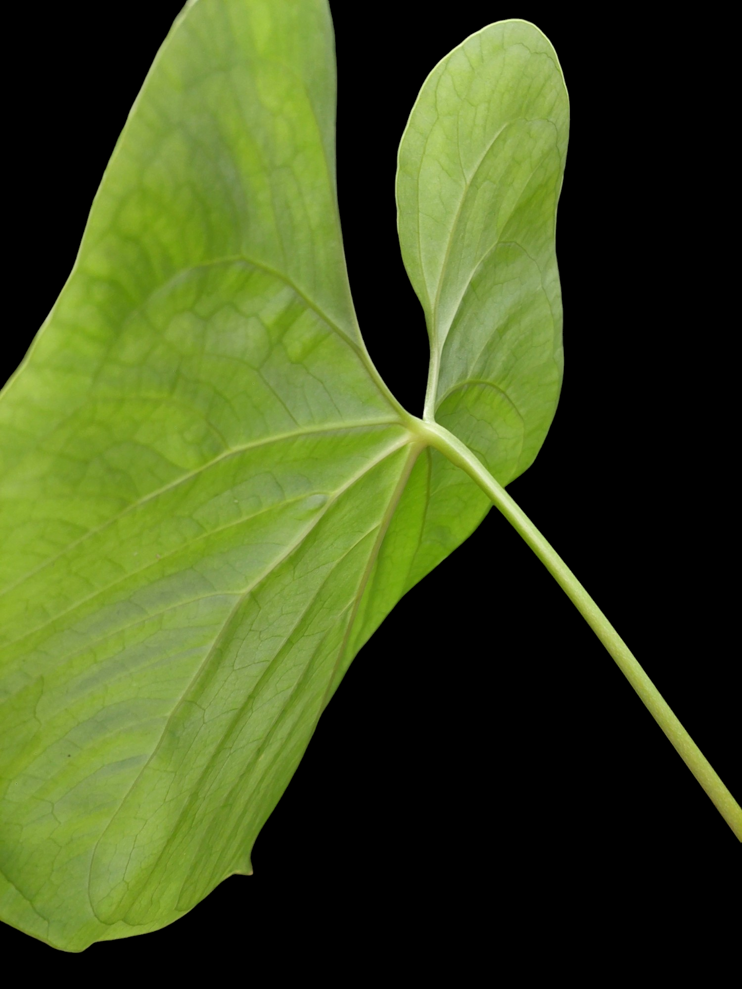 Anthurium sp. "Titan" (EXACT PLANT)