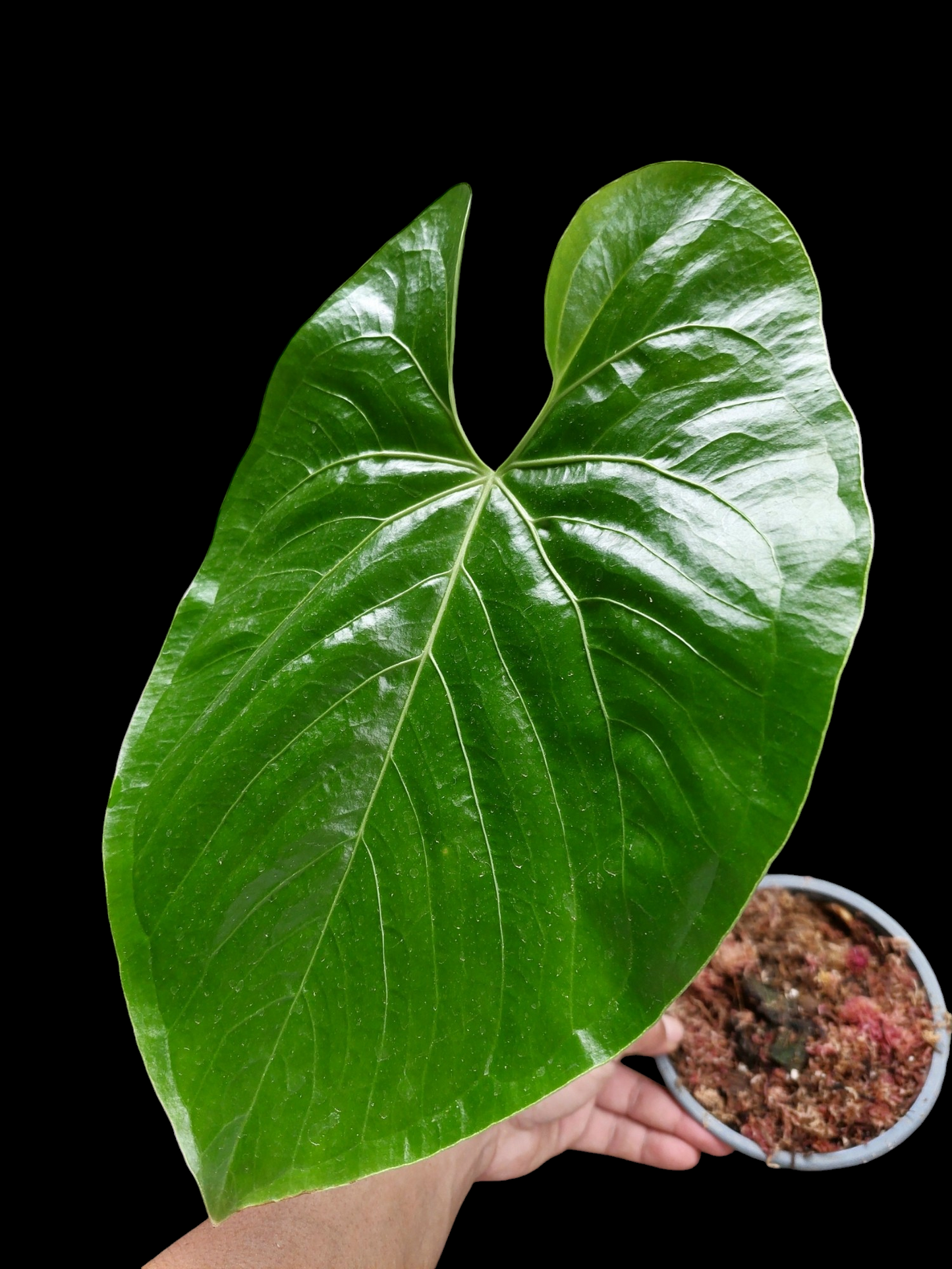 Anthurium sp. "Titan" (EXACT PLANT)