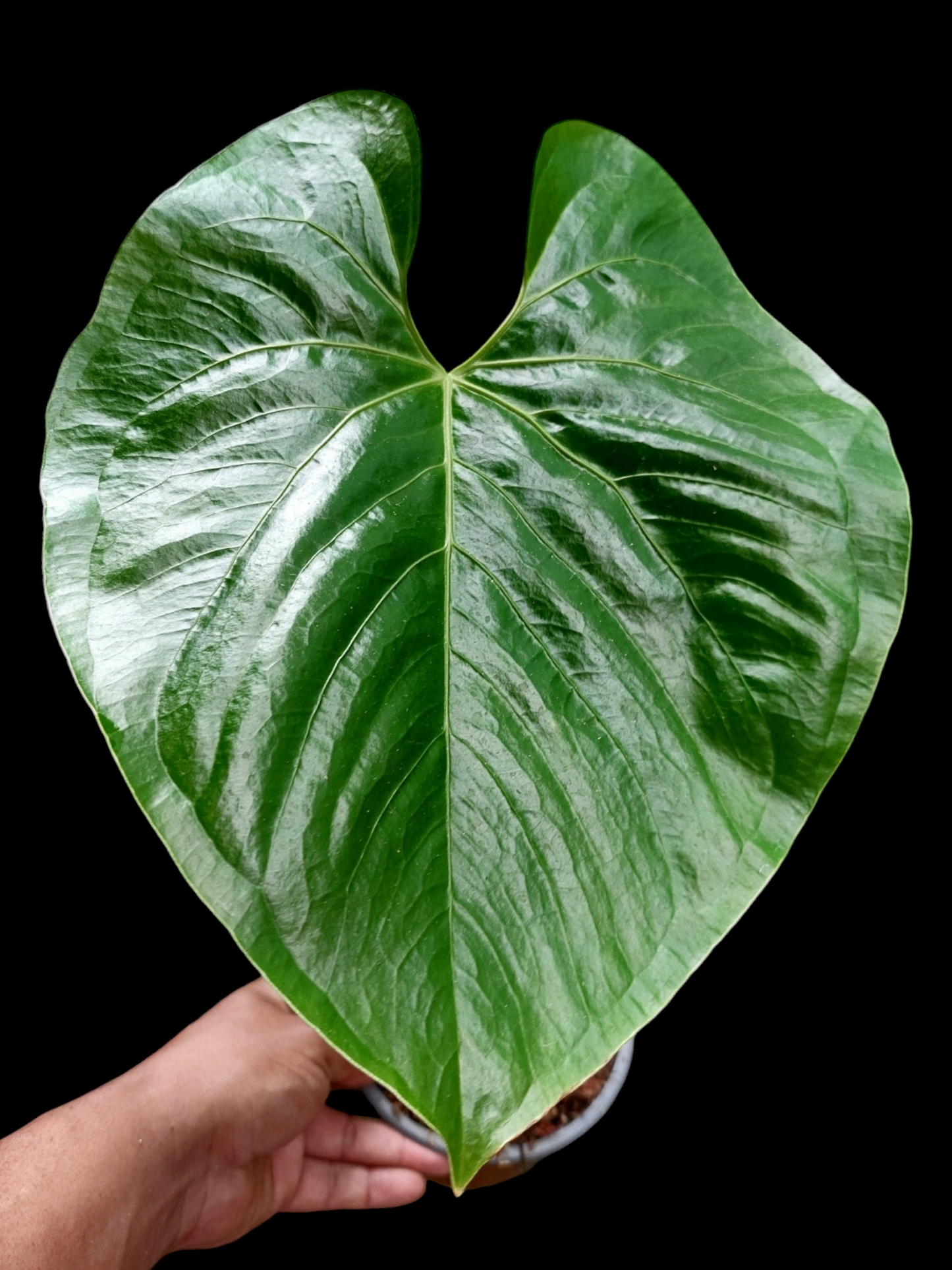 Anthurium sp. "Titan" (EXACT PLANT)