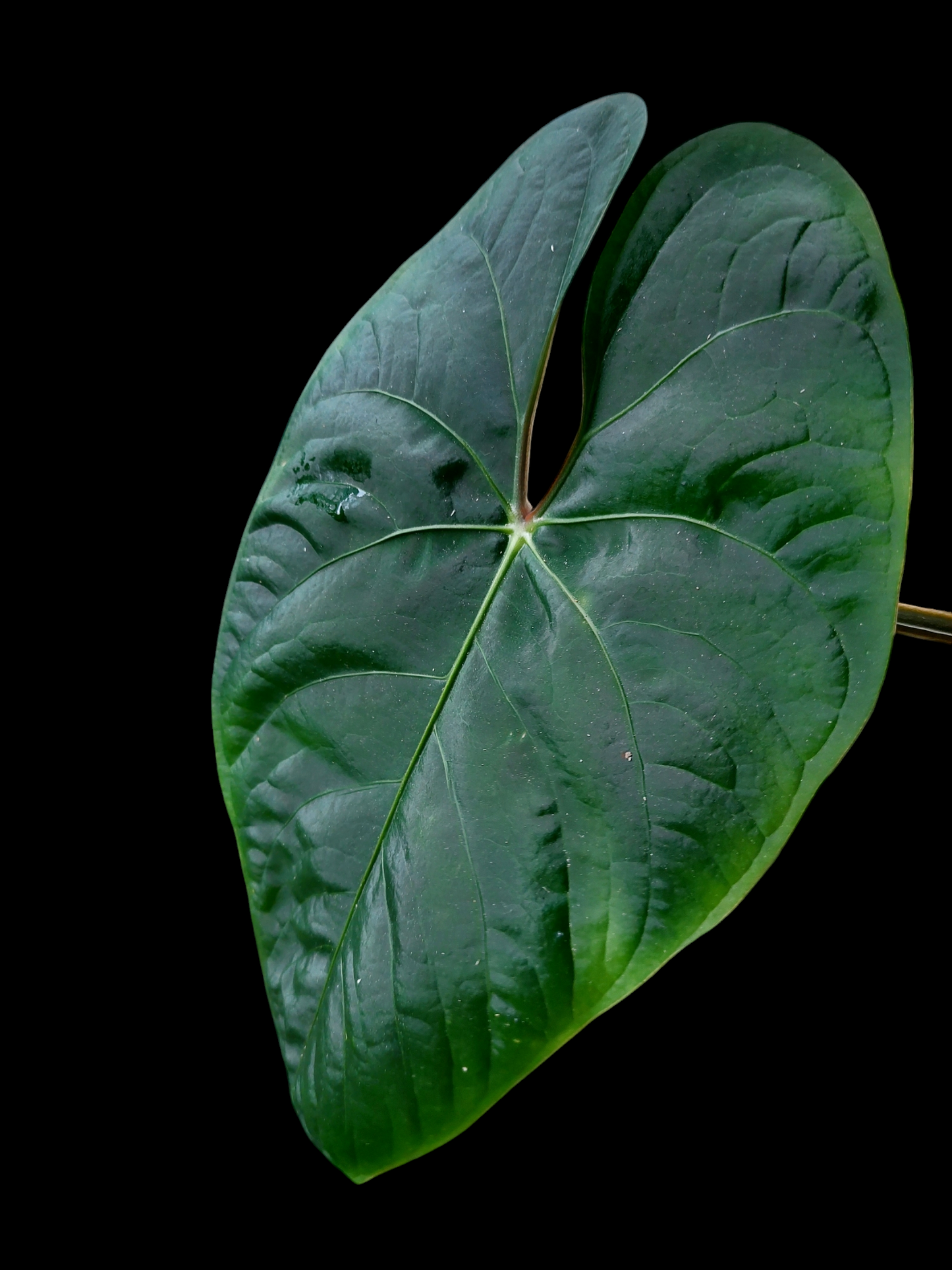 Anthurium sp. 'Huanuco Dark Velvet' (EXACT PLANT)