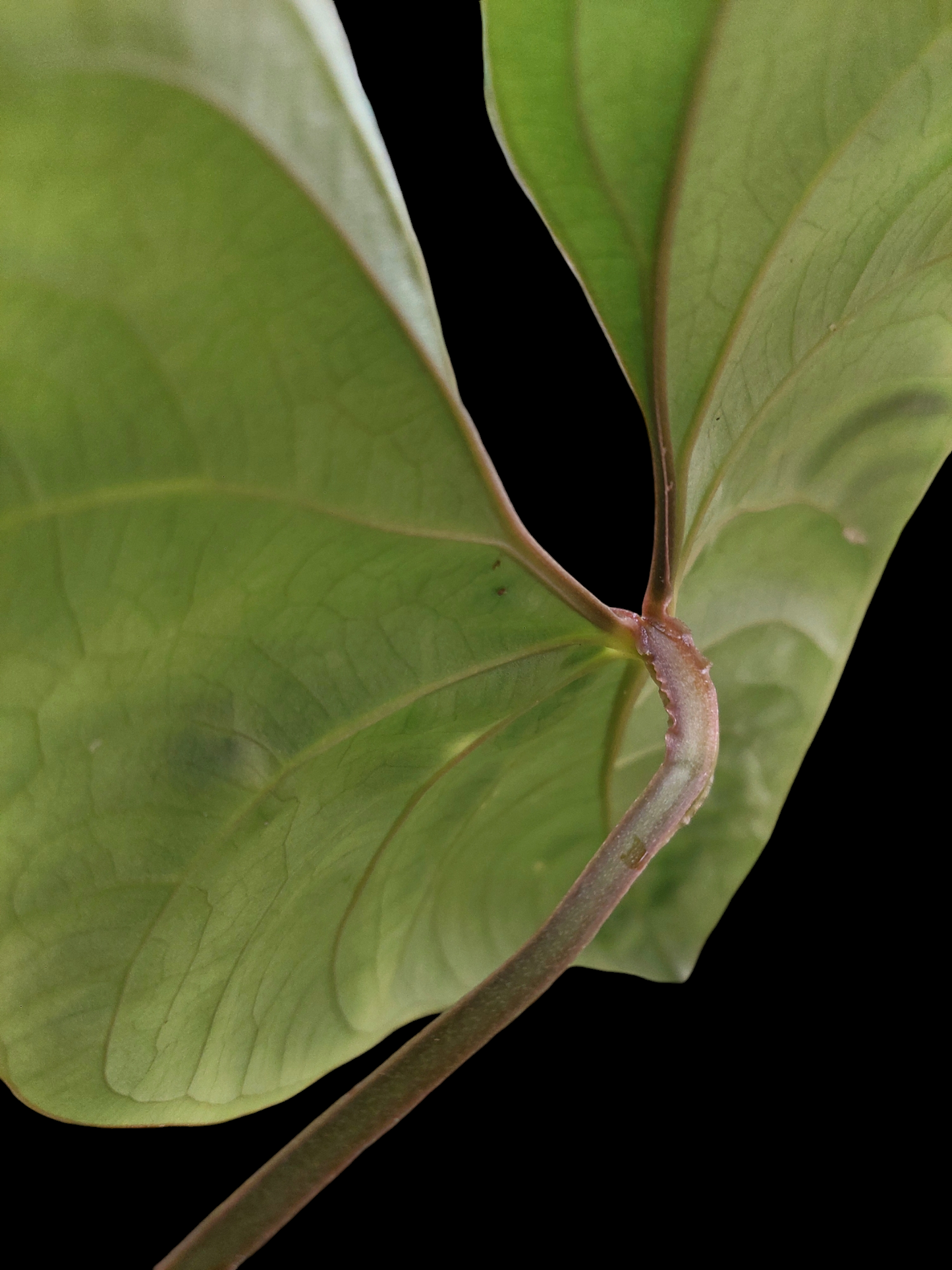 Anthurium sp. 'Huanuco Dark Velvet' (EXACT PLANT)