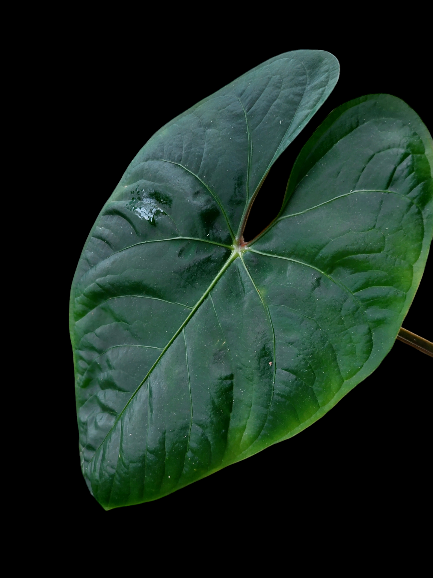 Anthurium sp. 'Huanuco Dark Velvet' (EXACT PLANT)