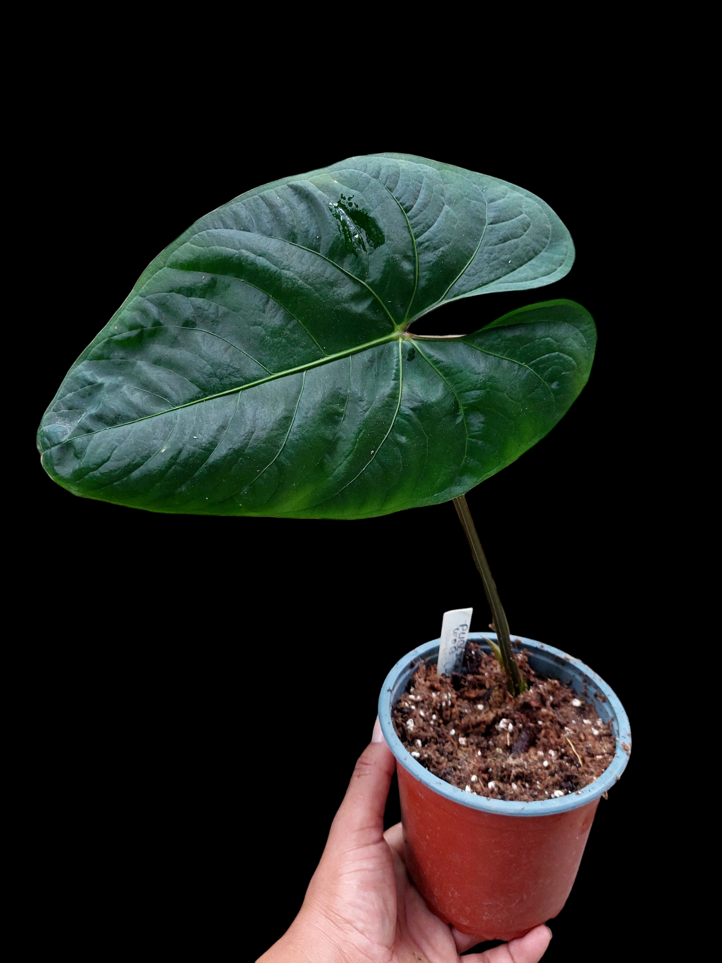 Anthurium sp. 'Huanuco Dark Velvet' (EXACT PLANT)