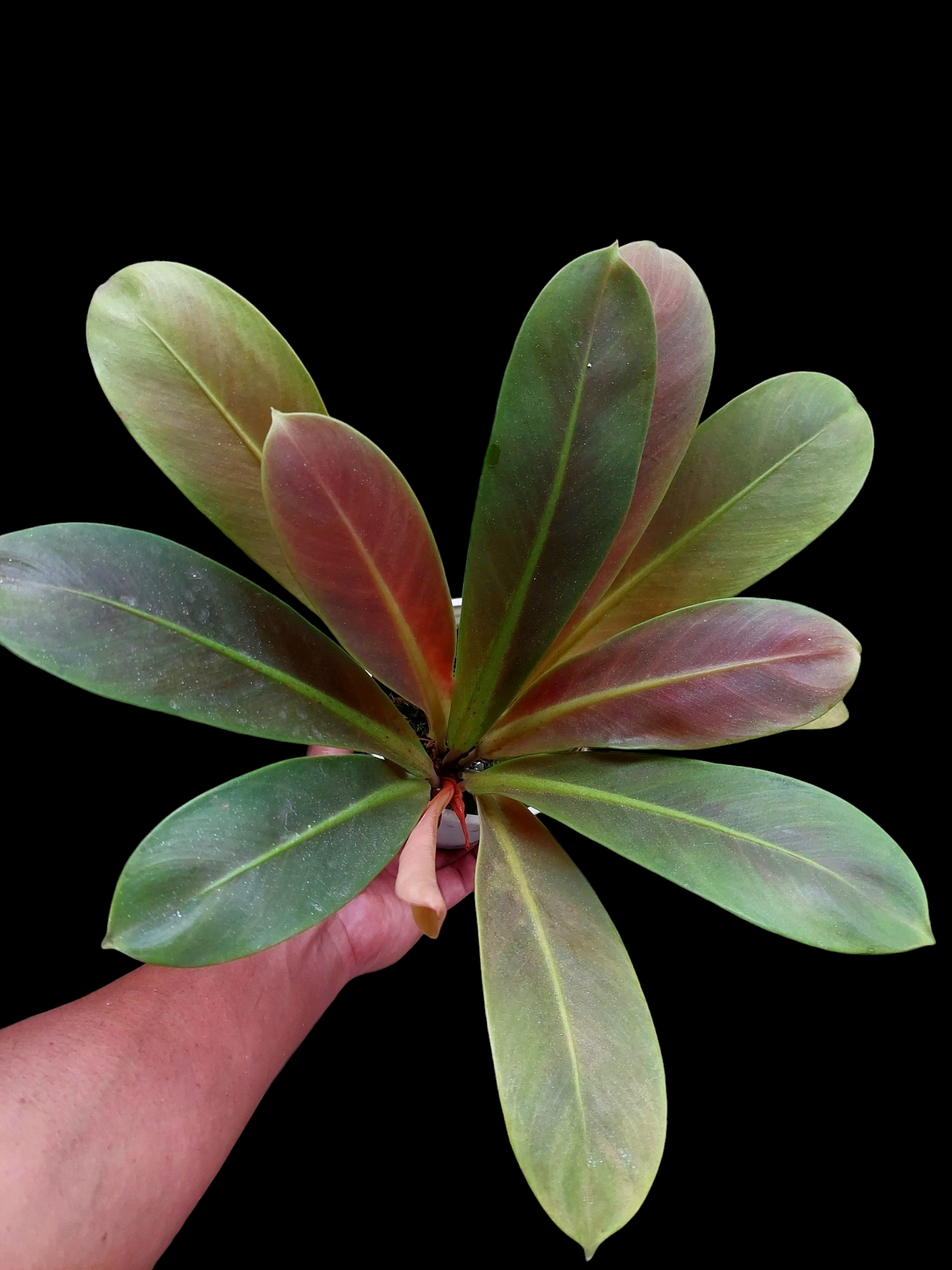 Philodendron Linnaei "Tricolor" (EXACT PLANT)