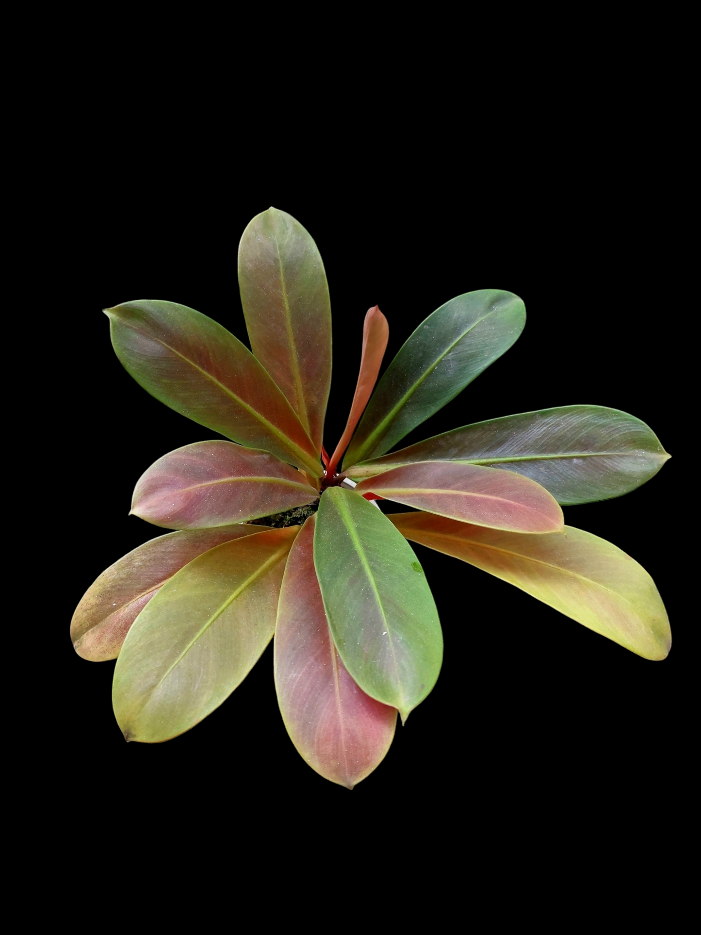 Philodendron Linnaei "Tricolor" (EXACT PLANT)