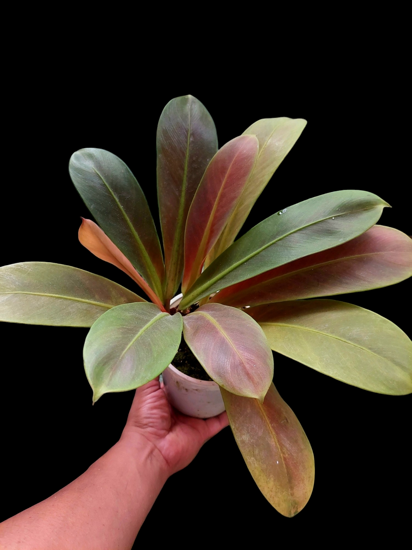 Philodendron Linnaei "Tricolor" (EXACT PLANT)