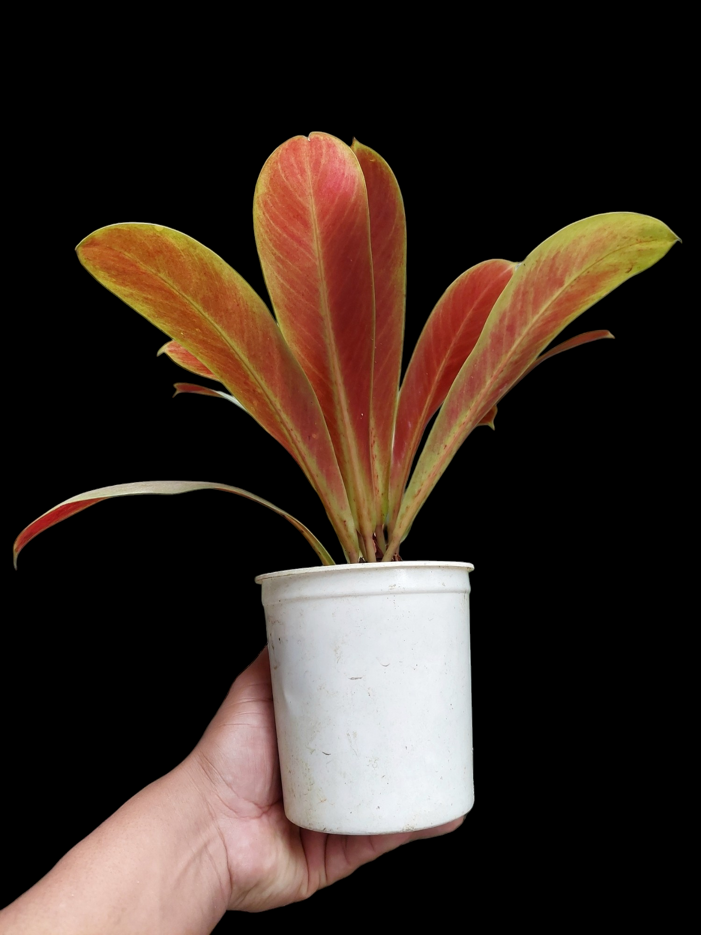 Philodendron Linnaei "Tricolor" (EXACT PLANT)