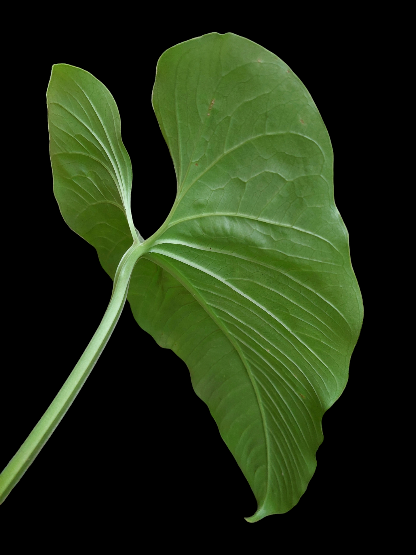 Anthurium sp. "Dragon´s Flame" (EXACT PLANT)