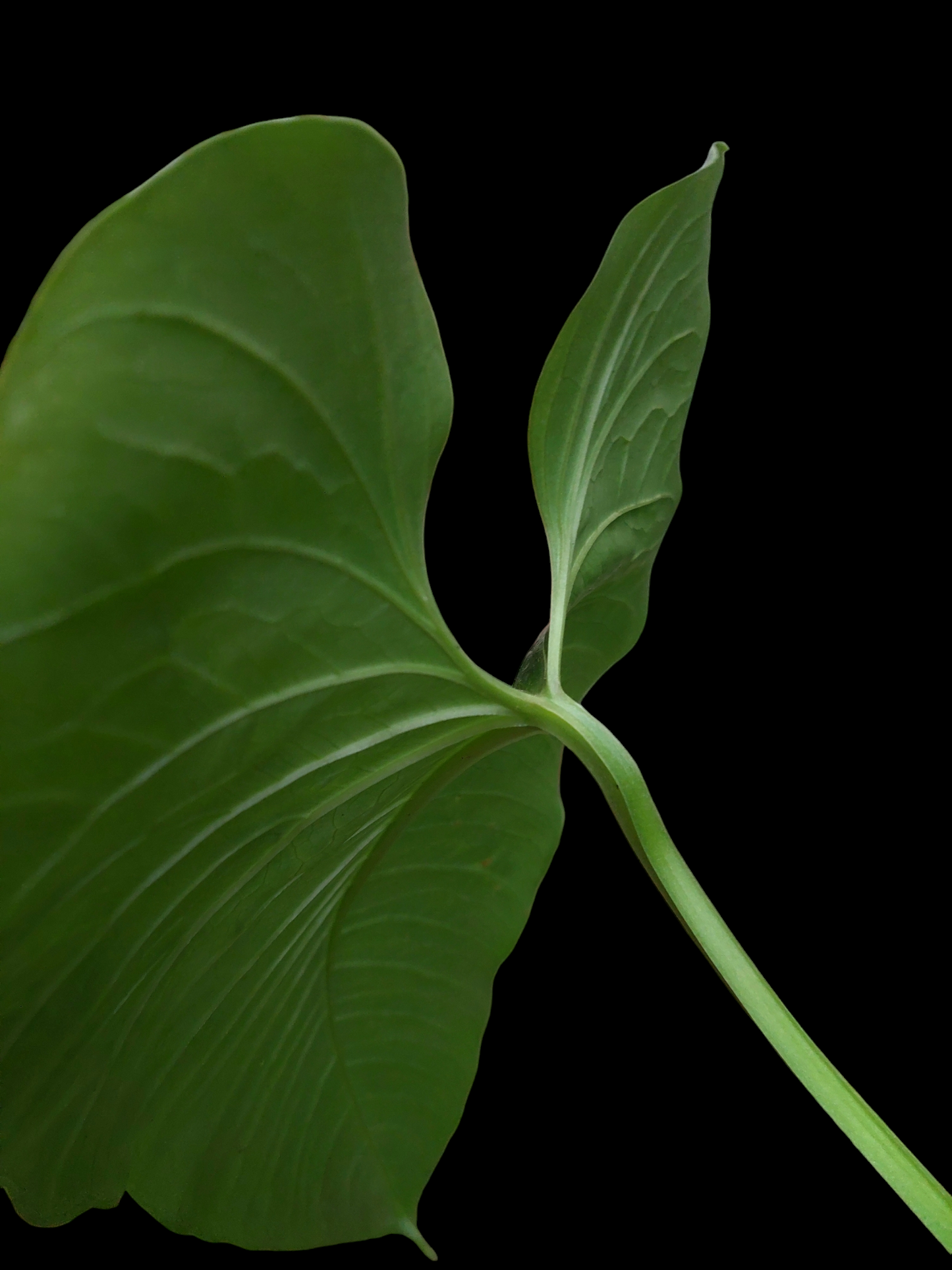 Anthurium sp. "Dragon´s Flame" (EXACT PLANT)