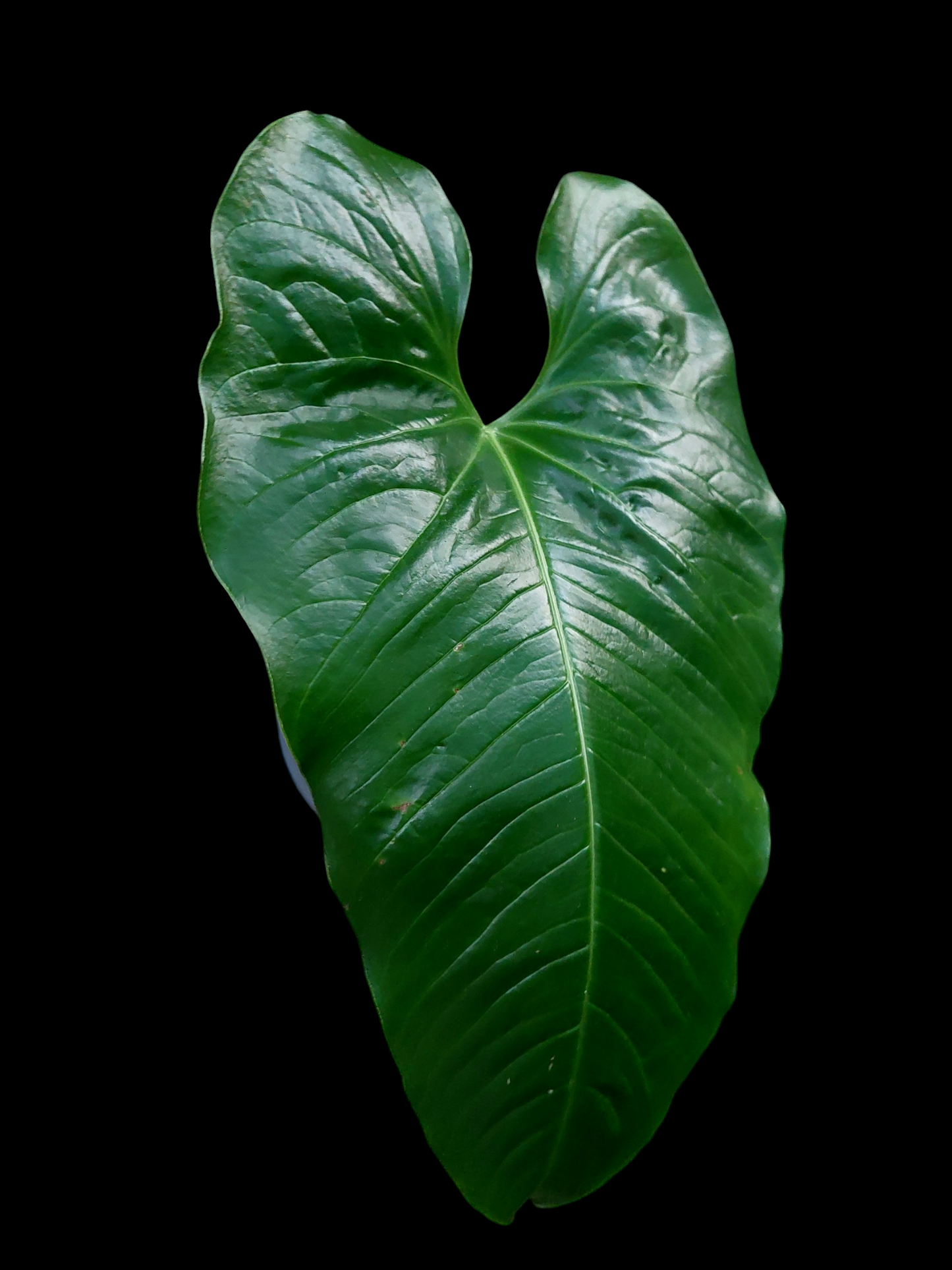 Anthurium sp. "Dragon´s Flame" (EXACT PLANT)