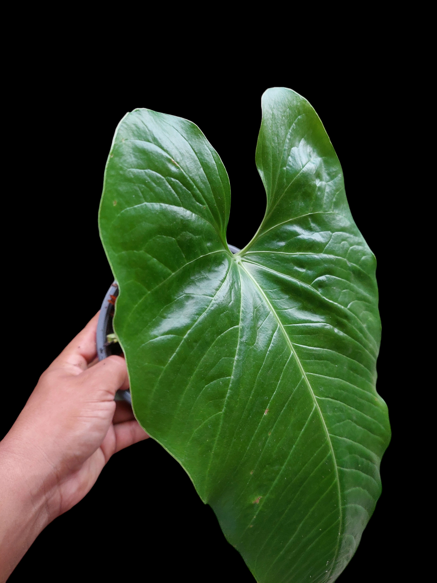 Anthurium sp. "Dragon´s Flame" (EXACT PLANT)