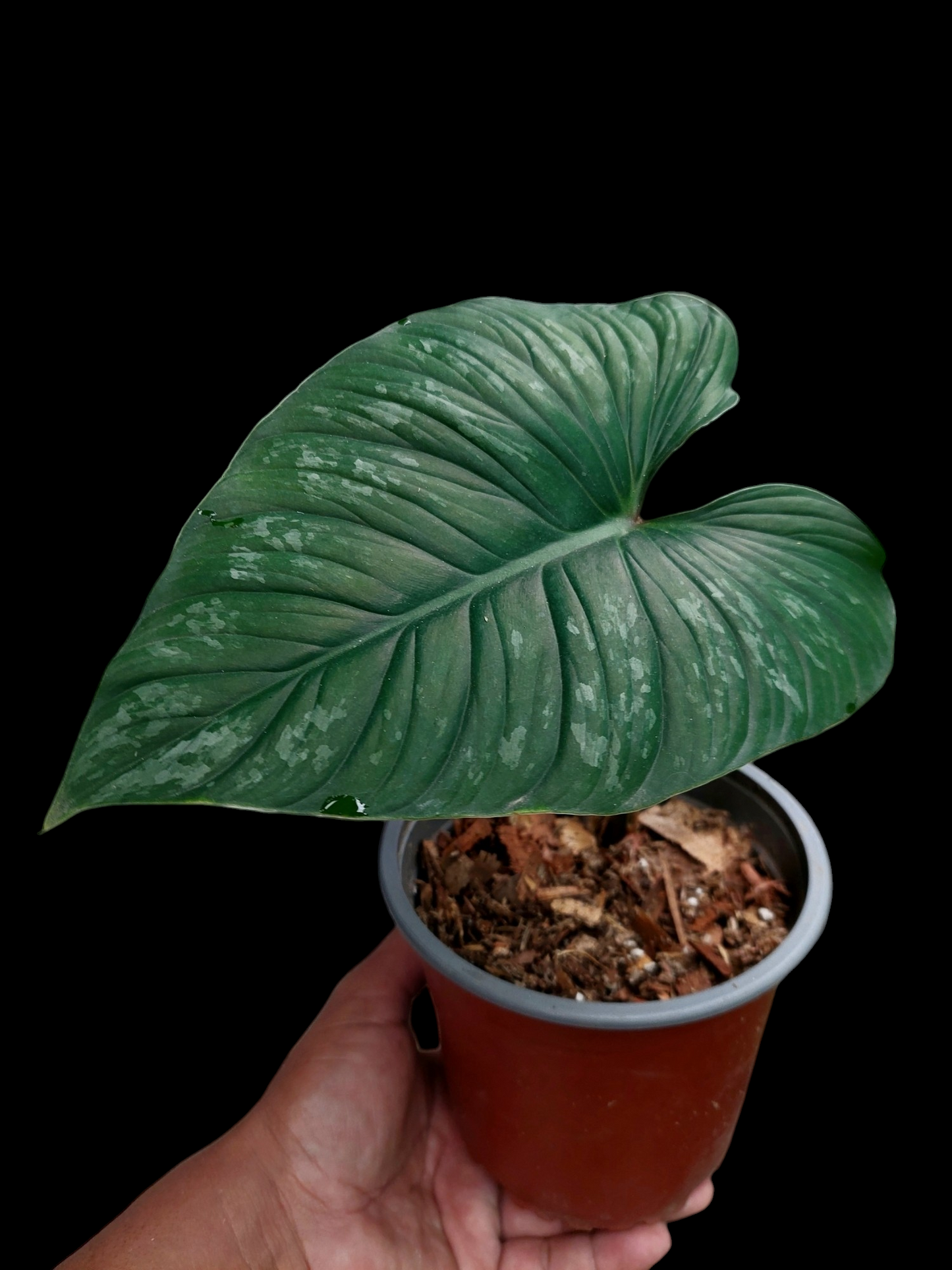 Philodendron Plowmanii Dark Veins Peru Wild Ecotype (EXACT PLANT)