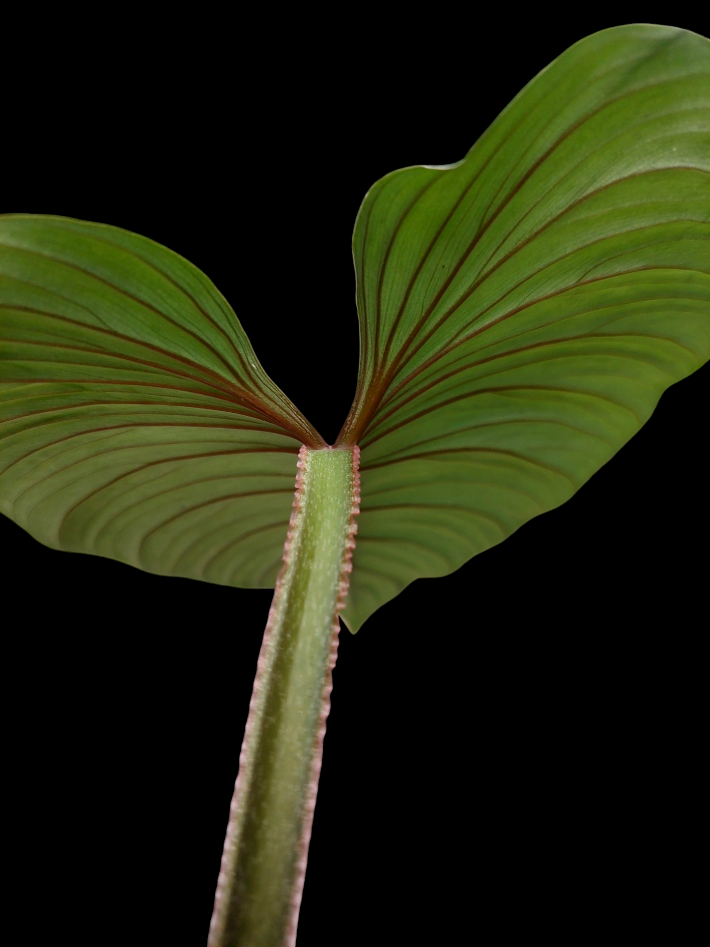 Philodendron Plowmanii Dark Veins Peru Wild Ecotype (EXACT PLANT)