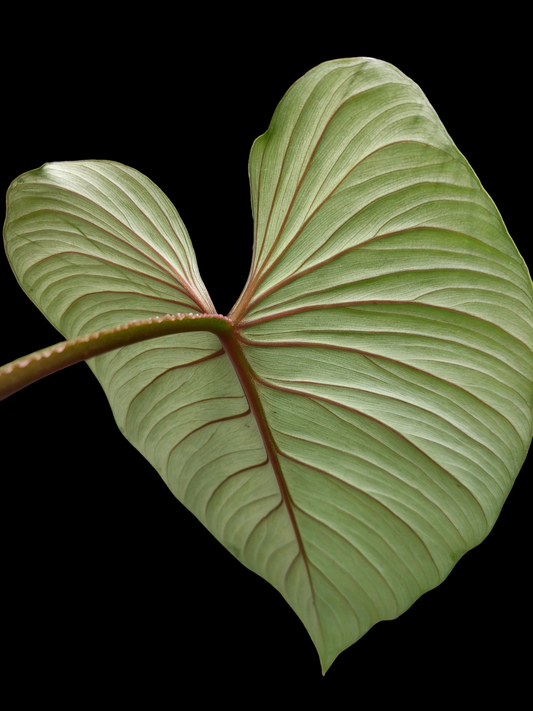 Philodendron Plowmanii Dark Veins Peru Wild Ecotype (EXACT PLANT)