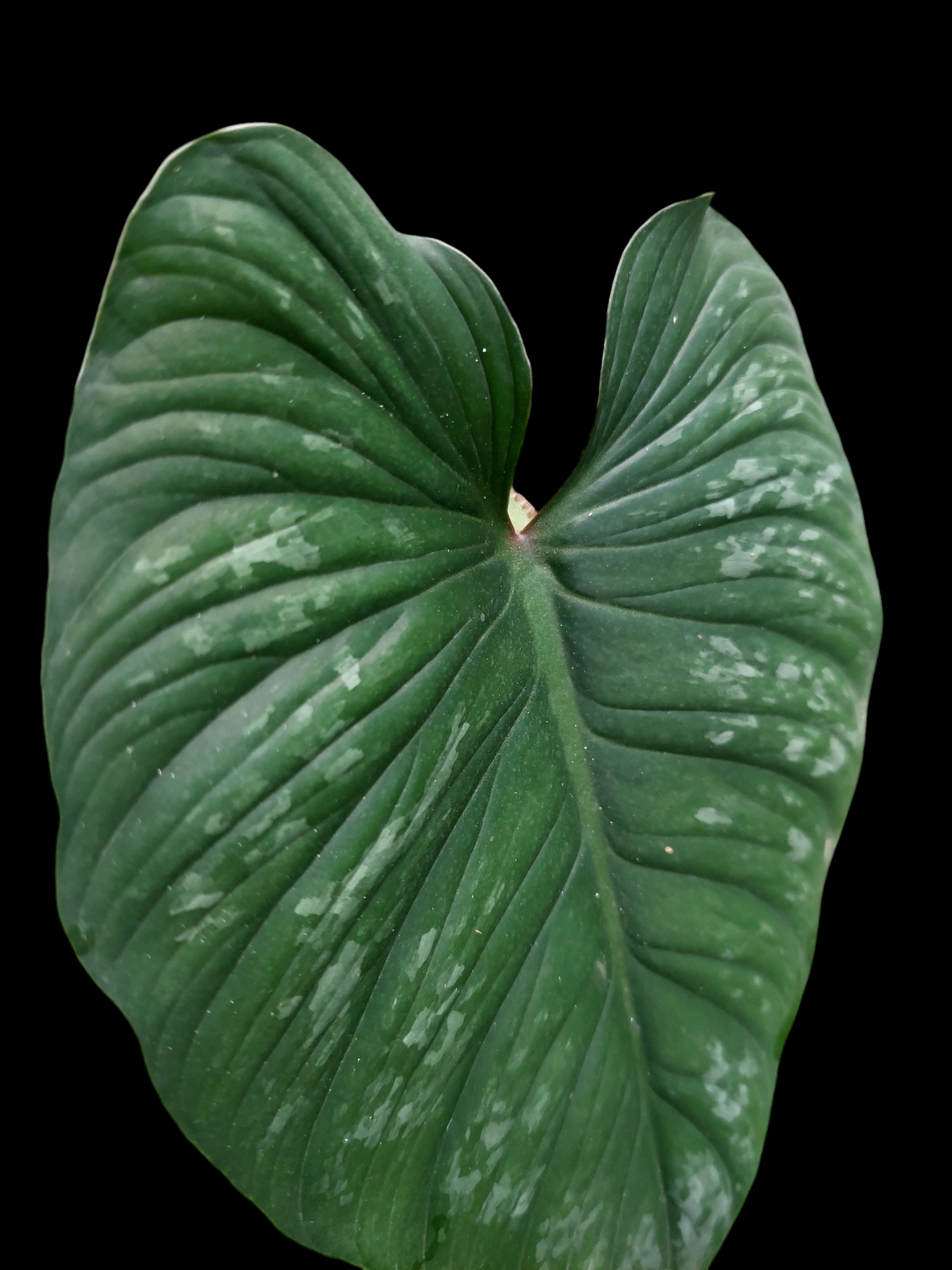 Philodendron Plowmanii Dark Veins Peru Wild Ecotype (EXACT PLANT)