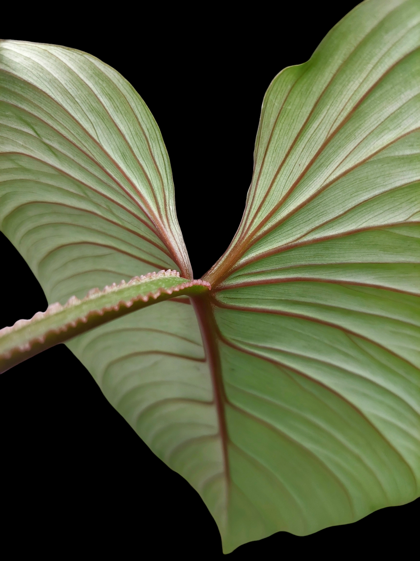 Philodendron Plowmanii Dark Veins Peru Wild Ecotype (EXACT PLANT)