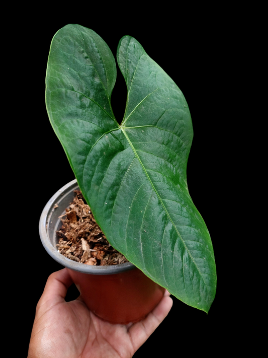 Anthurium sp. 'Huanuco Velvet' LARGE Size (EXACT PLANT)