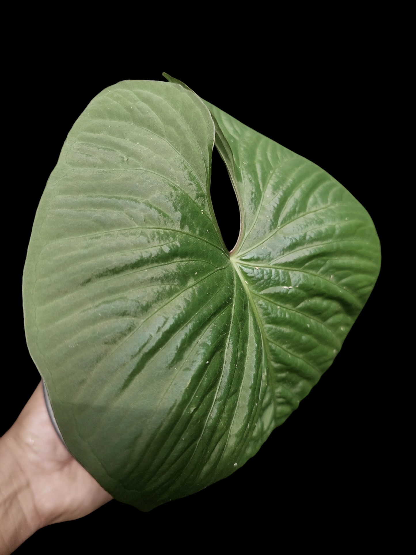 Anthurium sp. "Kunayala Glow" Wild Ecotype Pure Specie (EXACT PLANT)