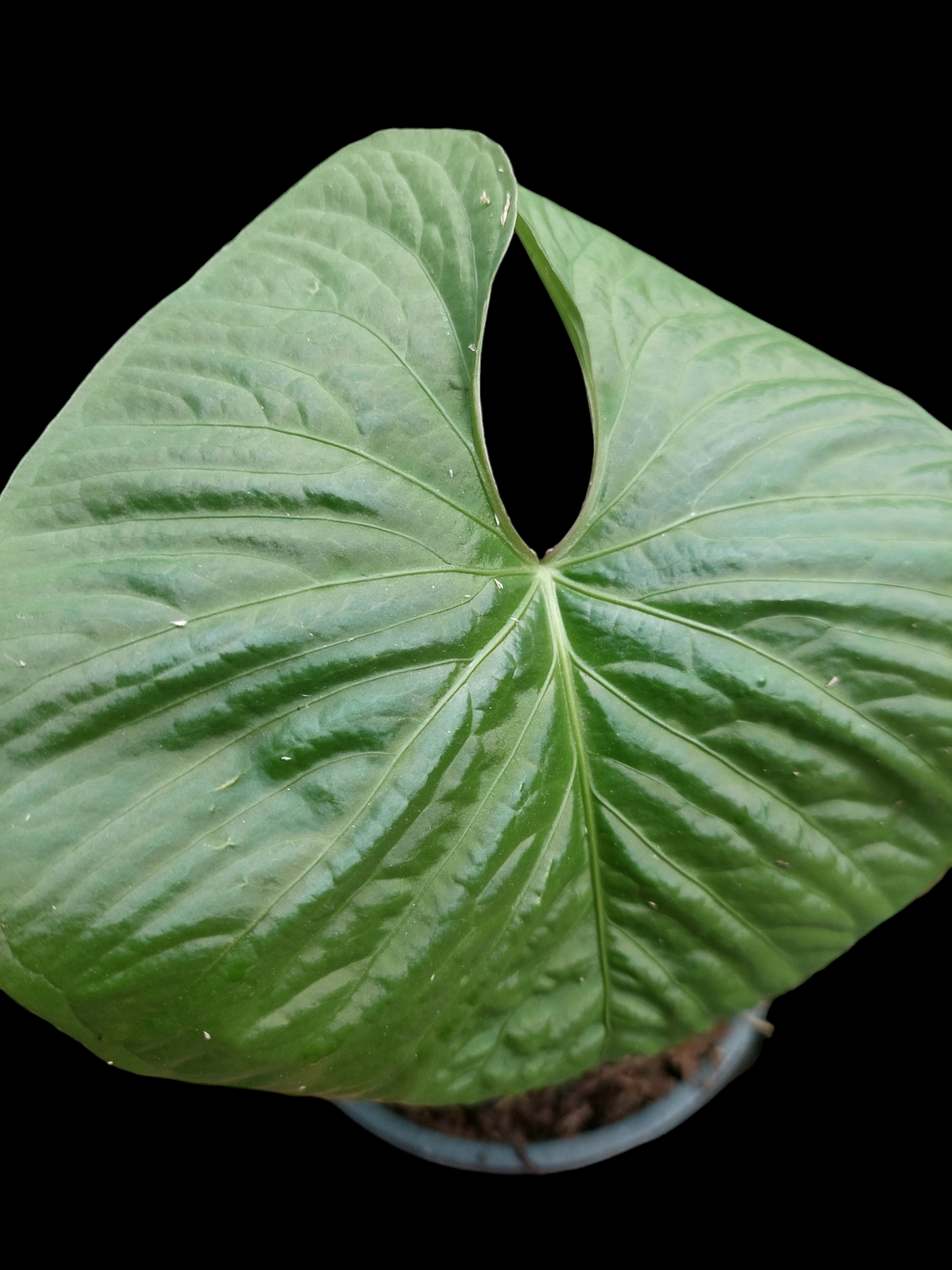 Anthurium sp. "Kunayala Glow" Wild Ecotype Pure Specie (EXACT PLANT)