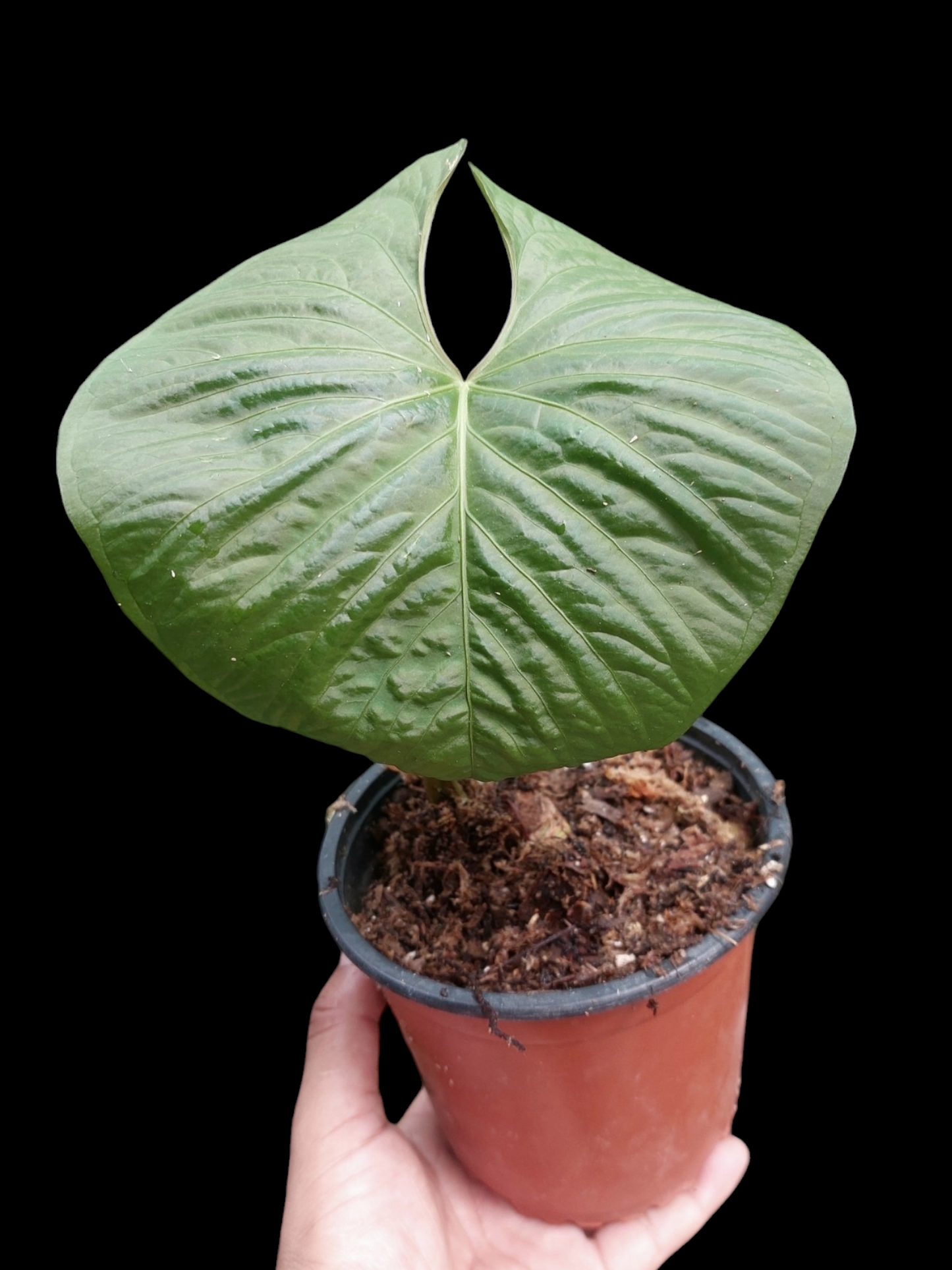 Anthurium sp. "Kunayala Glow" Wild Ecotype Pure Specie (EXACT PLANT)