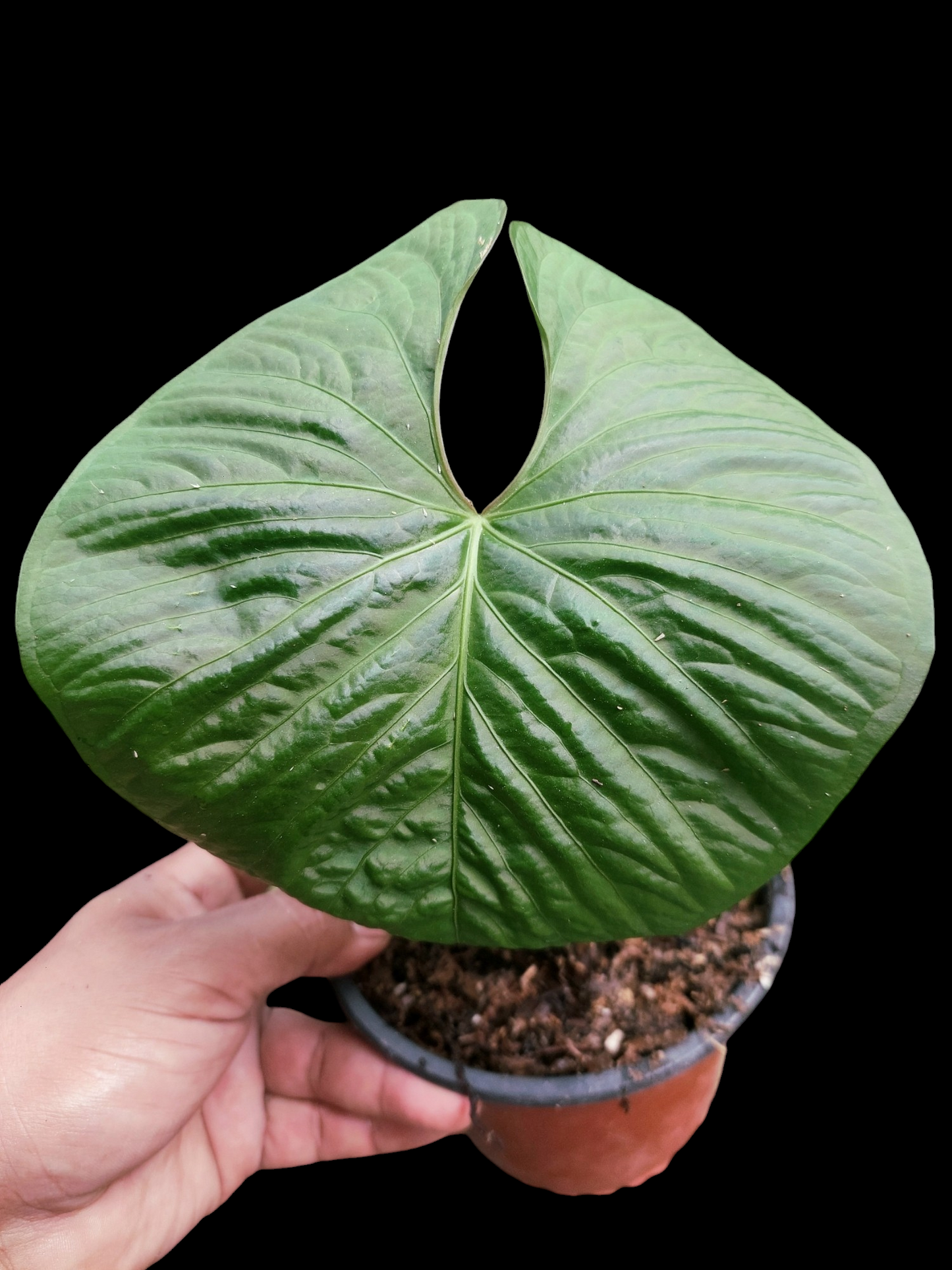 Anthurium sp. "Kunayala Glow" Wild Ecotype Pure Specie (EXACT PLANT)