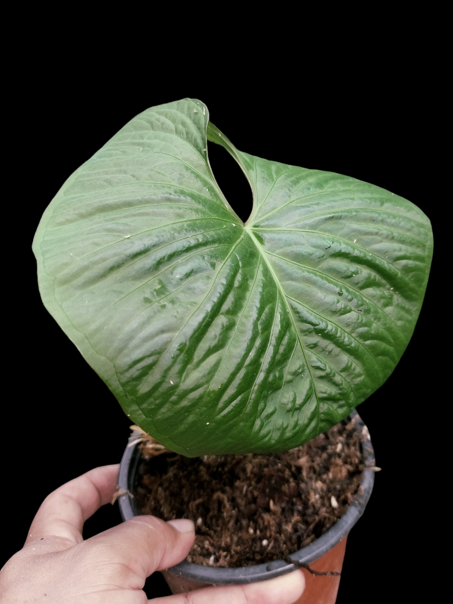 Anthurium sp. "Kunayala Glow" Wild Ecotype Pure Specie (EXACT PLANT)