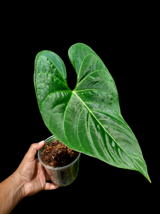 Anthurium sp. 'HuanuQuense Velvet' Wild Ecotype LARGE Size (EXACT PLANT)