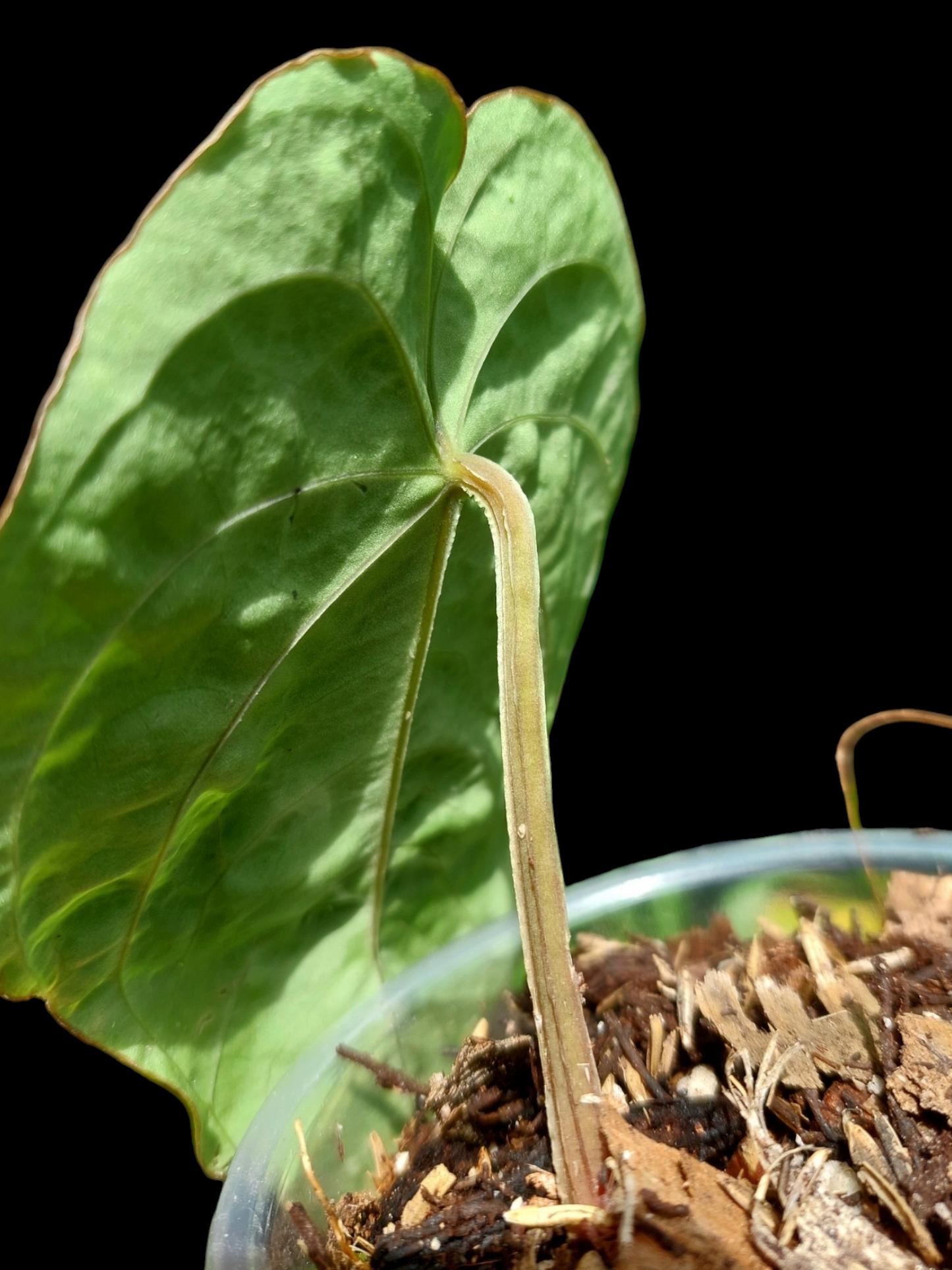 Anthurium Dressleri 'San Blas' Wild Ecotype (EXACT PLANT)