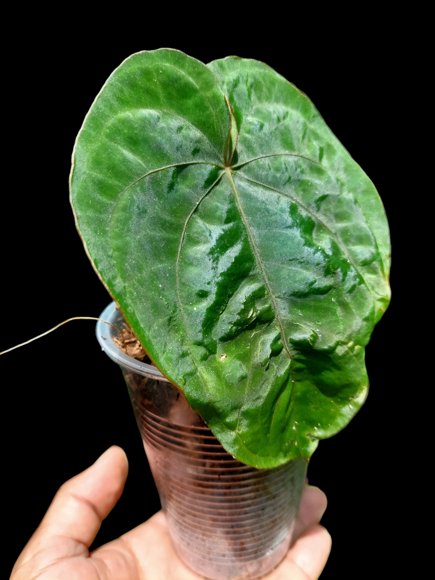 Anthurium Dressleri 'San Blas' Wild Ecotype (EXACT PLANT)