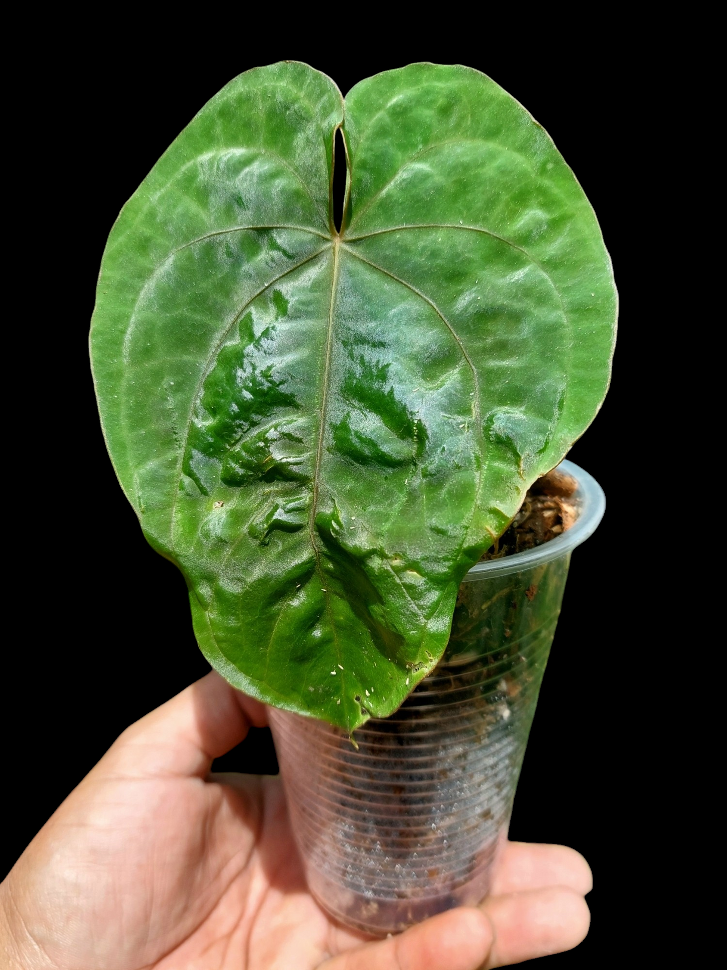 Anthurium Dressleri 'San Blas' Wild Ecotype (EXACT PLANT)