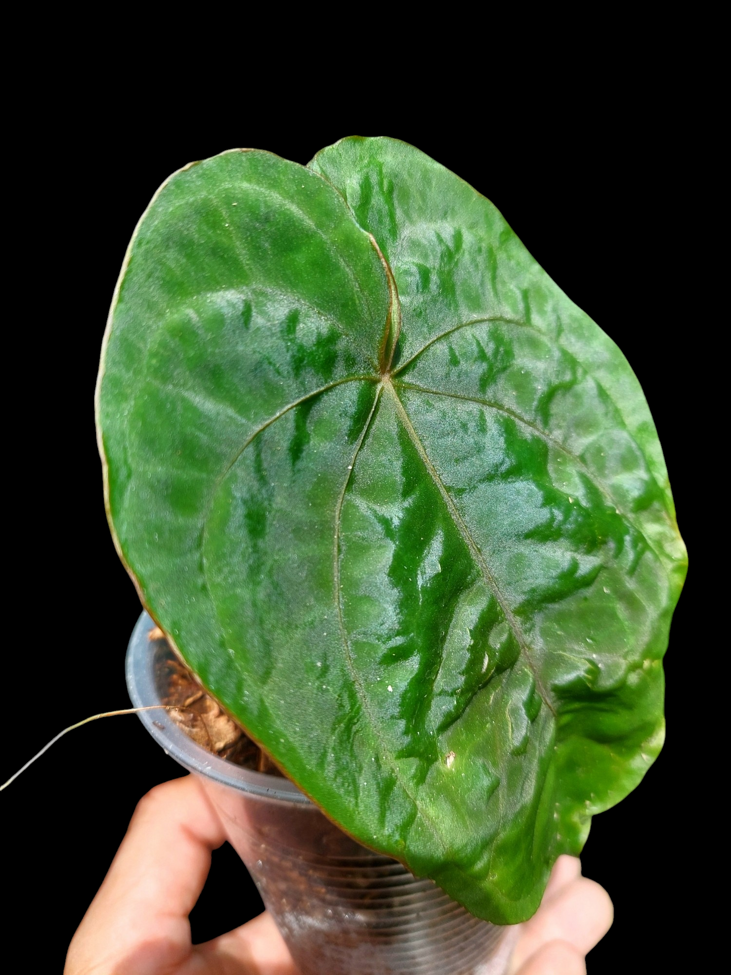 Anthurium Dressleri 'San Blas' Wild Ecotype (EXACT PLANT)