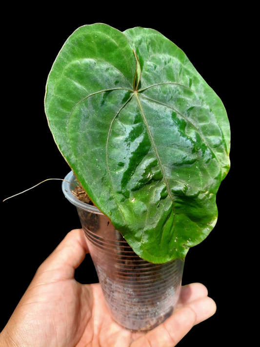 Anthurium Dressleri 'San Blas' Wild Ecotype (EXACT PLANT)