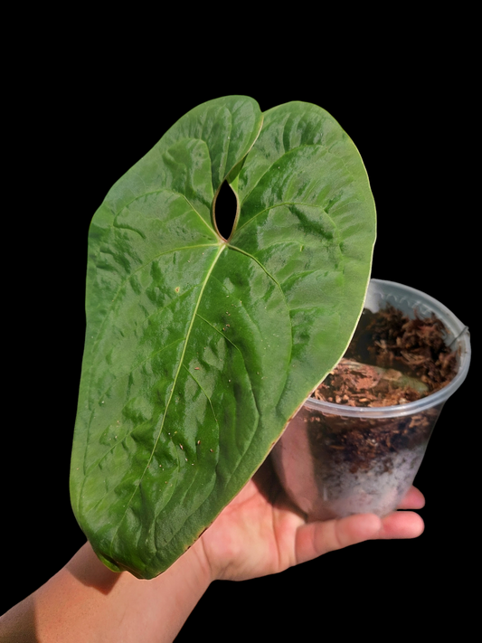 Anthurium sp. 'Huanuco Velvet' Wild Ecotype 1 Leaf  (EXACT PLANT)