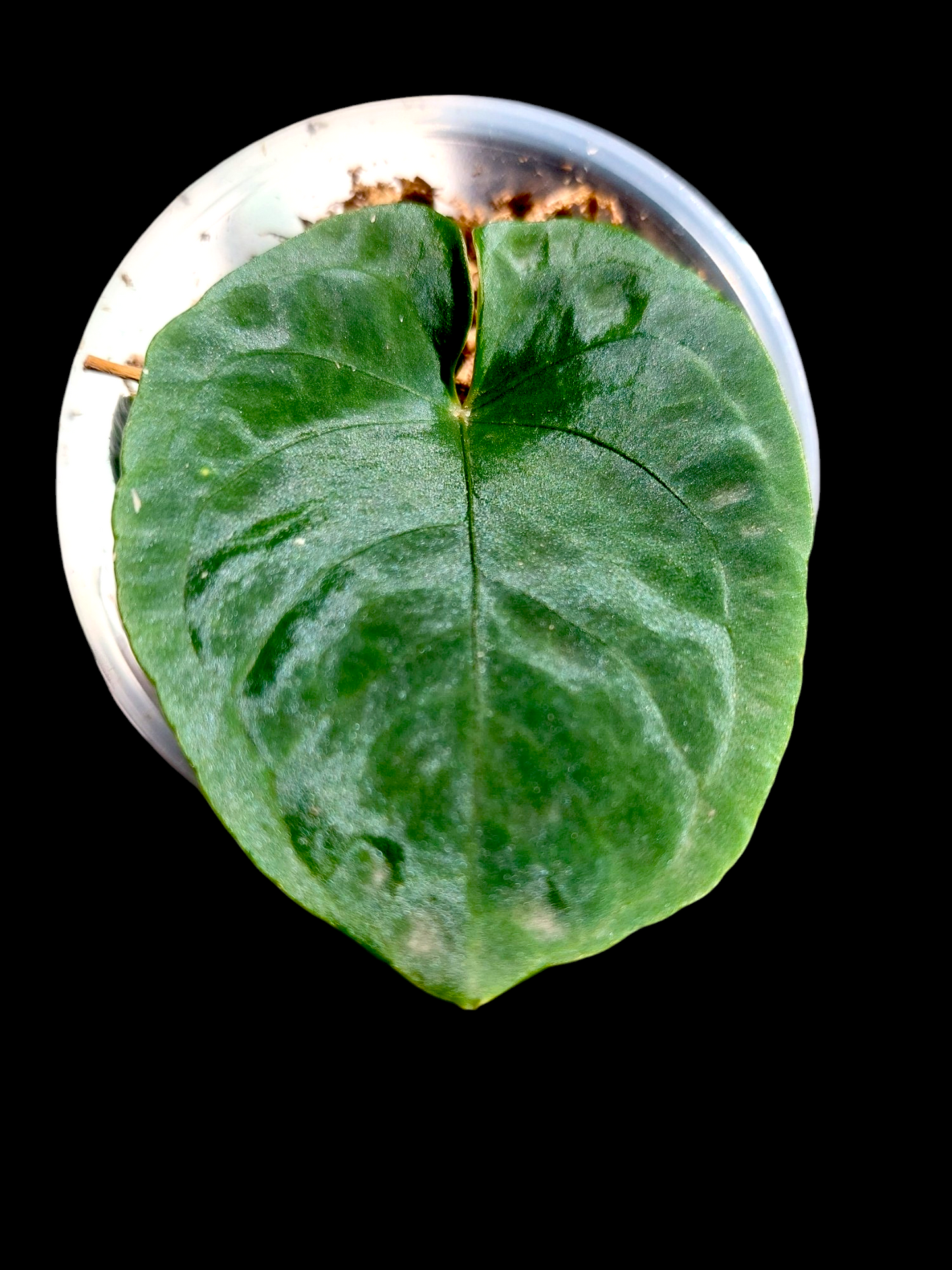 Anthurium Dressleri "Rio Guanche" Wild Ecotype 2 Leaves (EXACT PLANT)