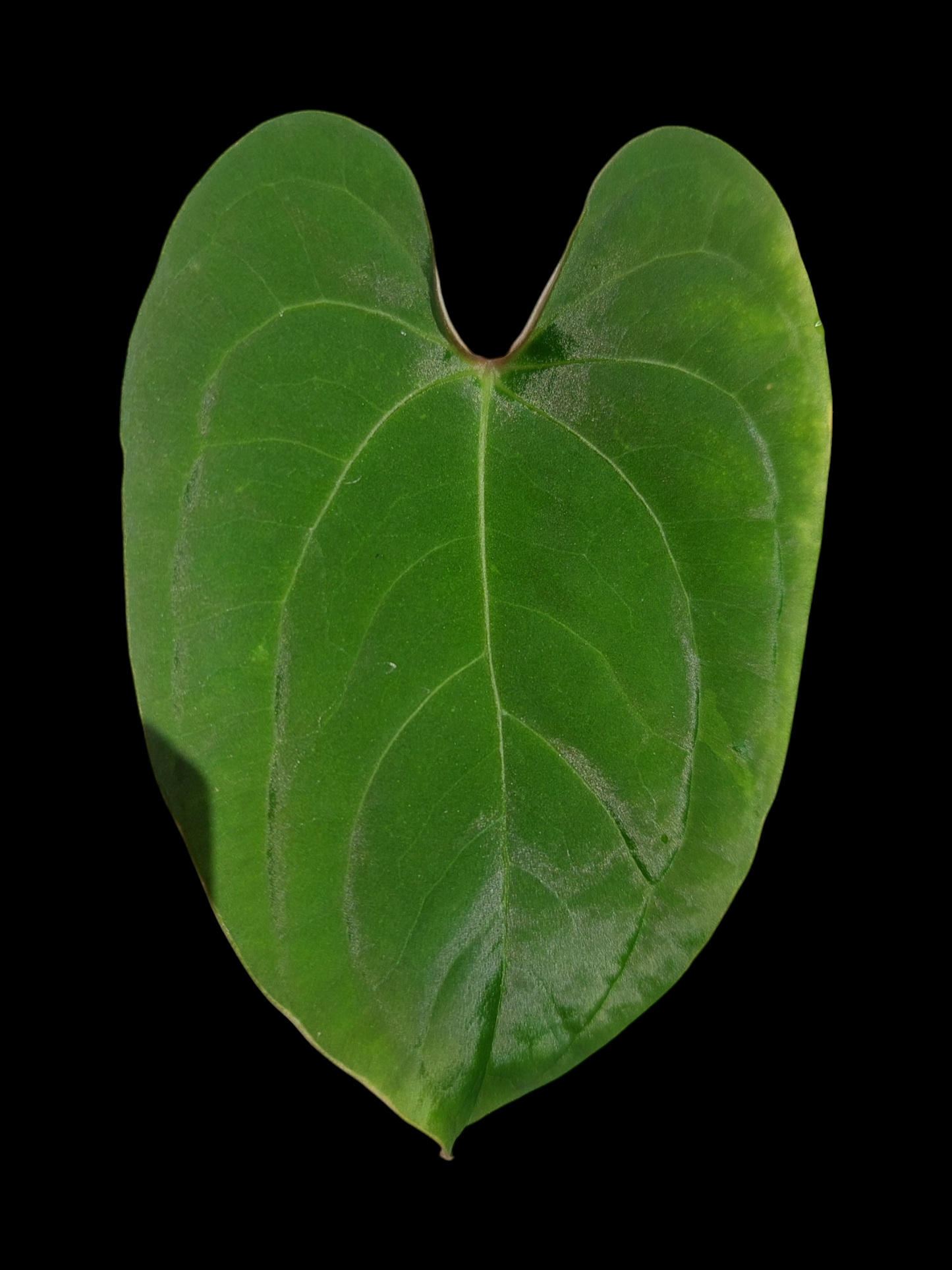 Anthurium sp. 'Huanuco Velvet' Small Size (EXACT PLANT)