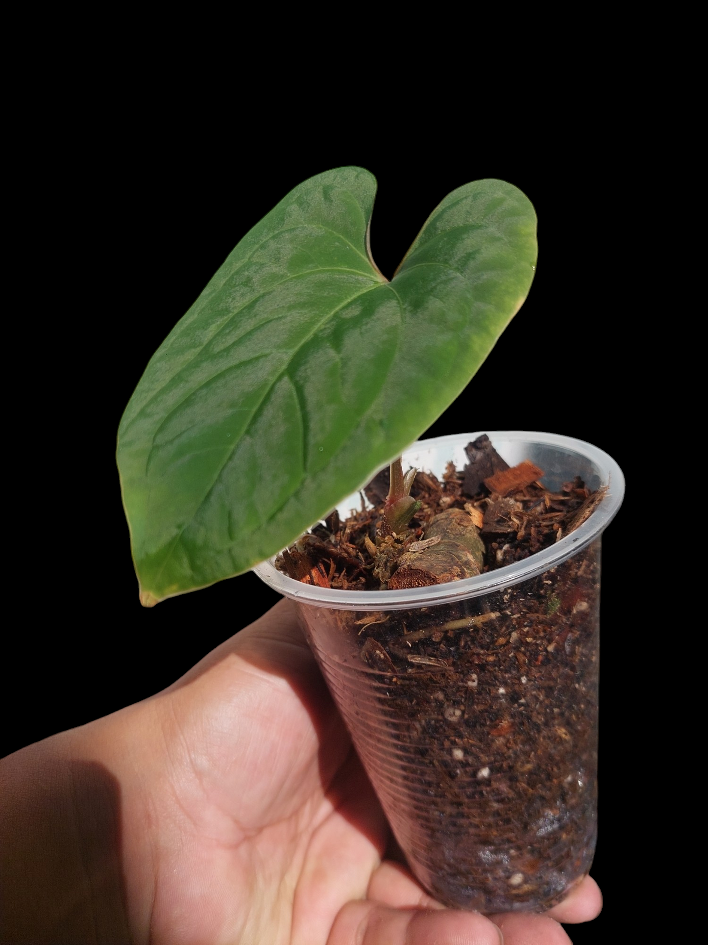 Anthurium sp. 'Huanuco Velvet' Small Size (EXACT PLANT)