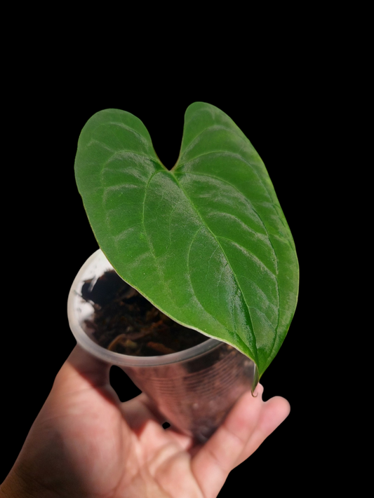 Anthurium sp. 'Huanuco Velvet' Small Size (EXACT PLANT)