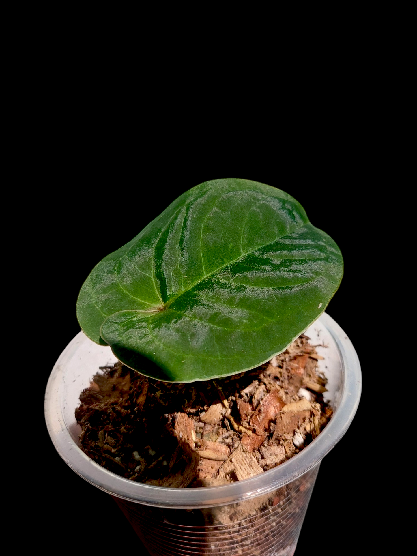 Anthurium sp. 'Huanuco Dark Velvet' Small Size (EXACT PLANT)