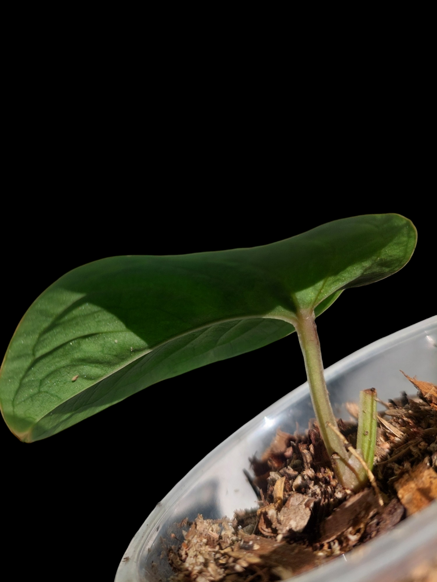 Anthurium sp. 'Huanuco Dark Velvet' Small Size (EXACT PLANT)