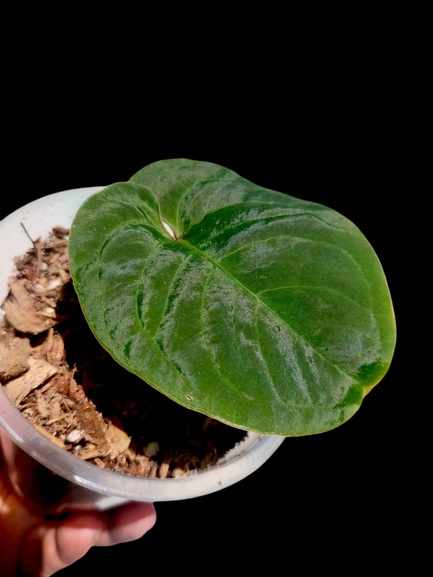 Anthurium sp. 'Huanuco Dark Velvet' Small Size (EXACT PLANT)