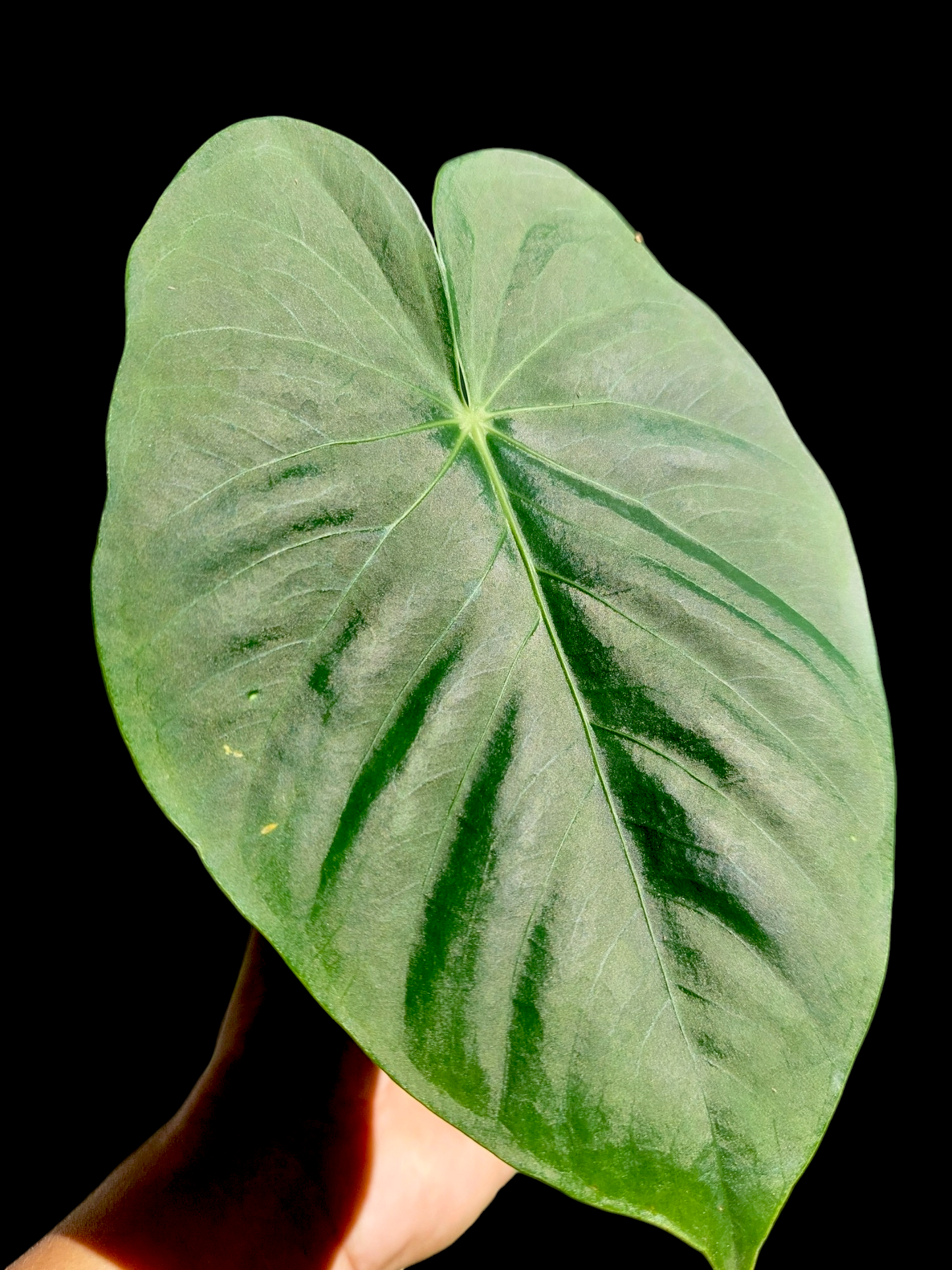 Anthurium sp. "Lush Mountain" Wild Ecotype (EXACT PLANT)