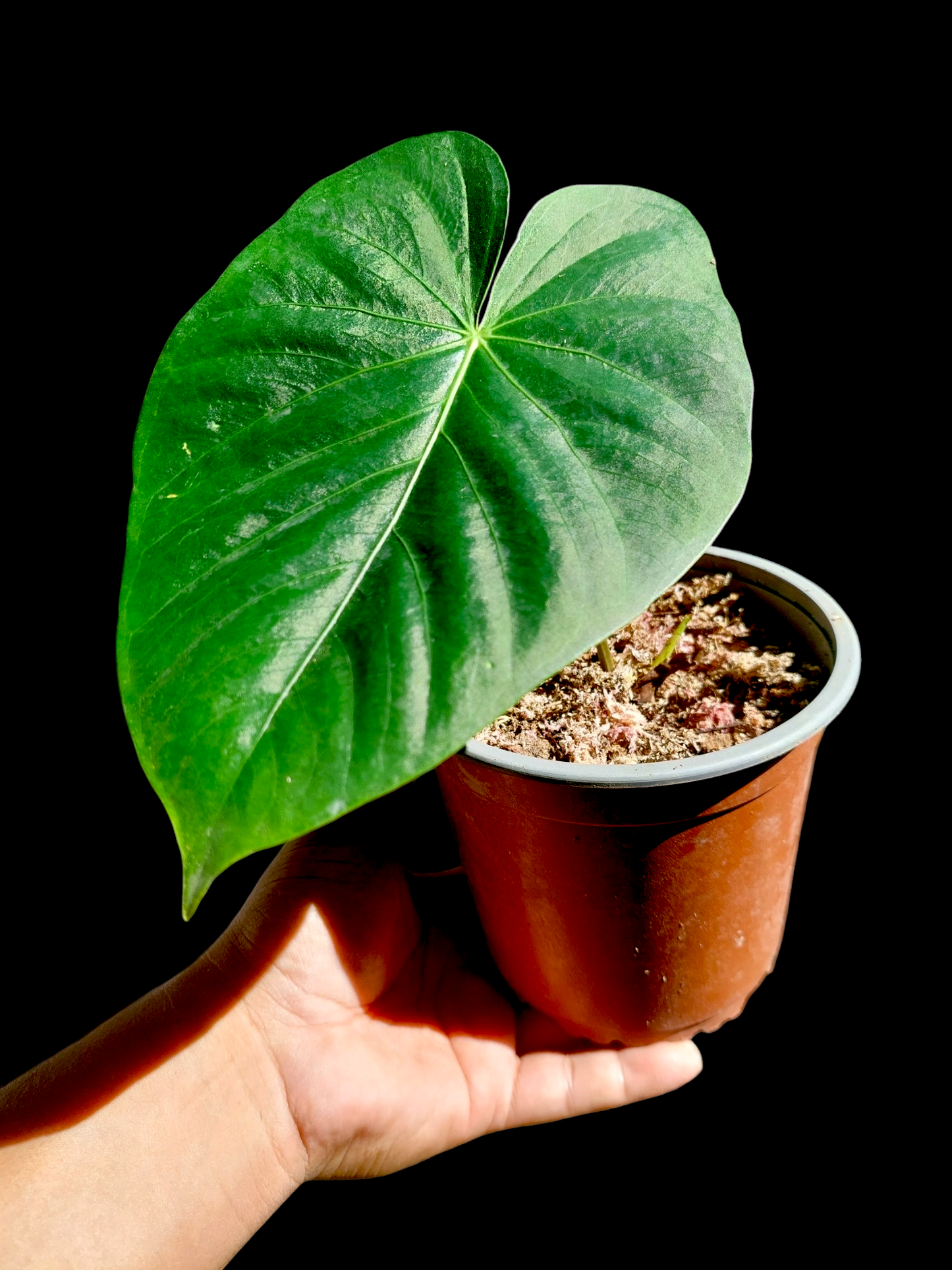 Anthurium sp. "Lush Mountain" Wild Ecotype (EXACT PLANT)