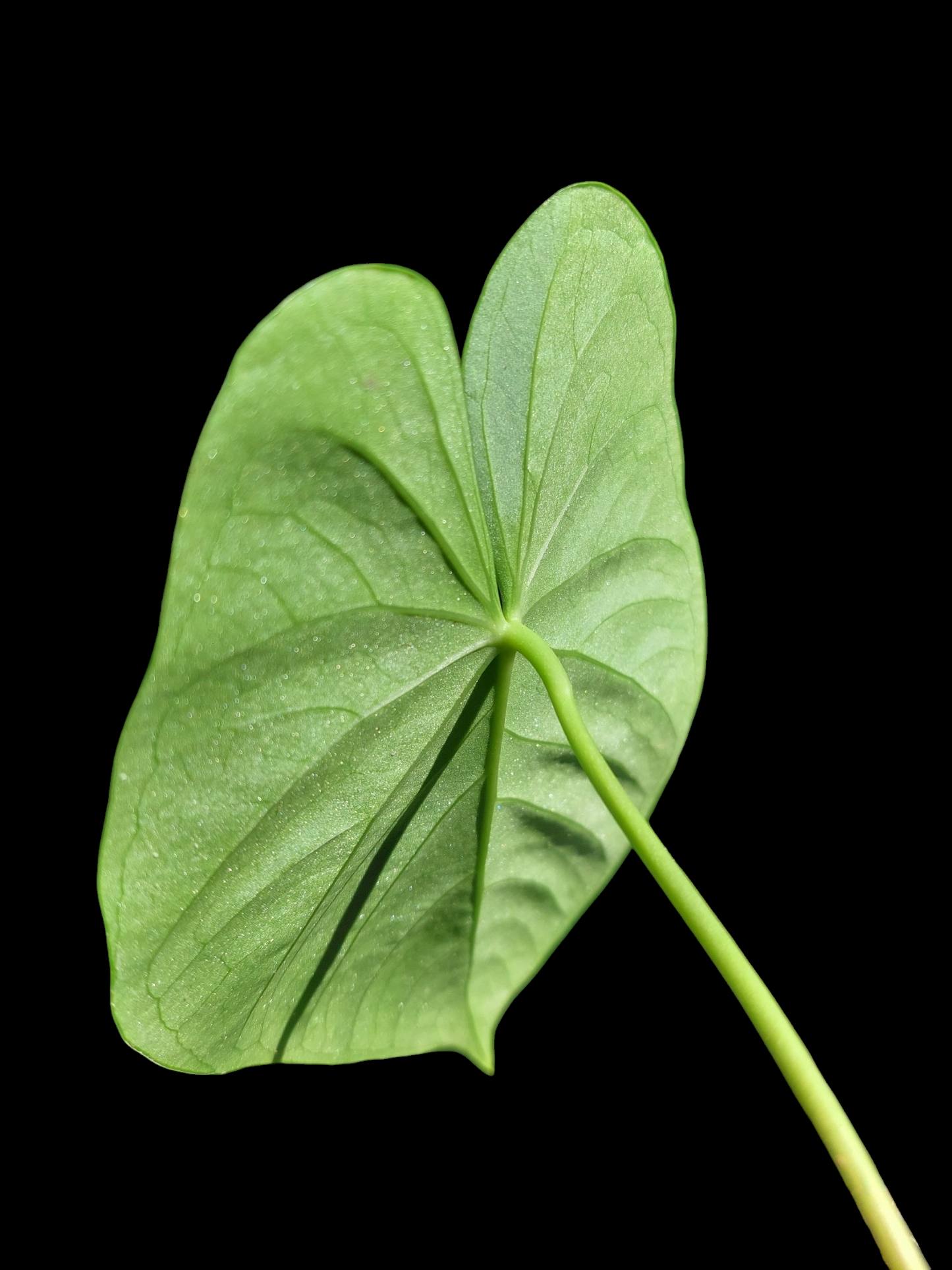 Anthurium sp. "Lush Mountain" Wild Ecotype (EXACT PLANT)