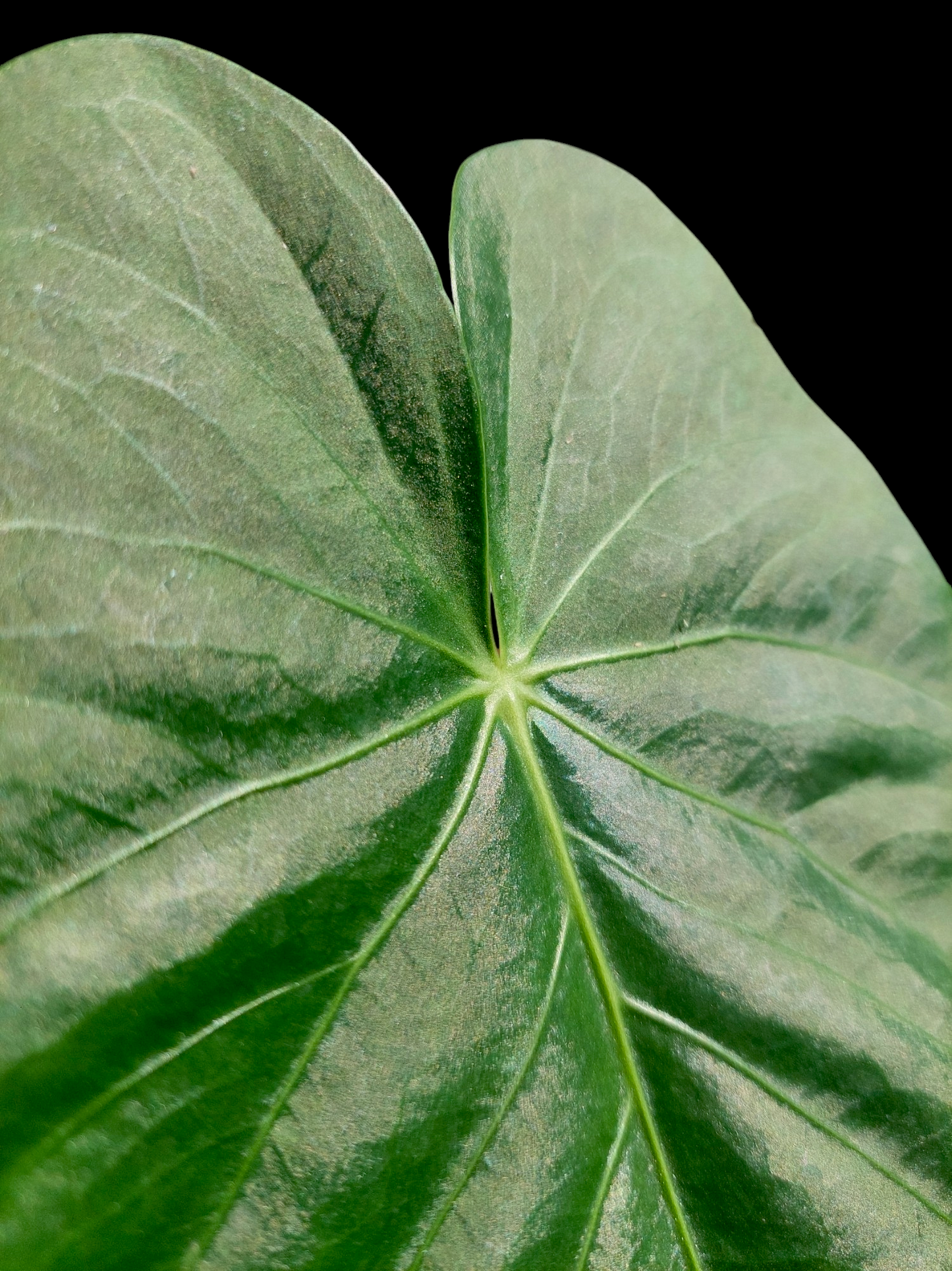 Anthurium sp. "Lush Mountain" Wild Ecotype (EXACT PLANT)