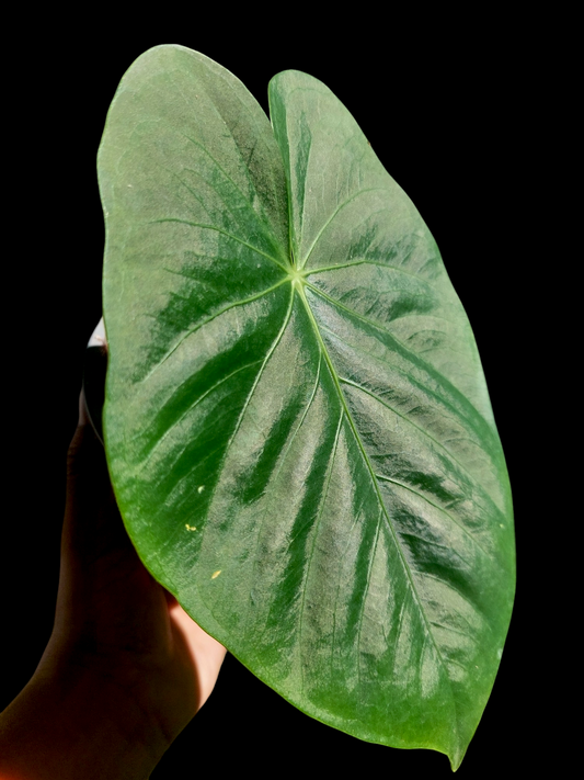 Anthurium sp. "Lush Mountain" Wild Ecotype (EXACT PLANT)