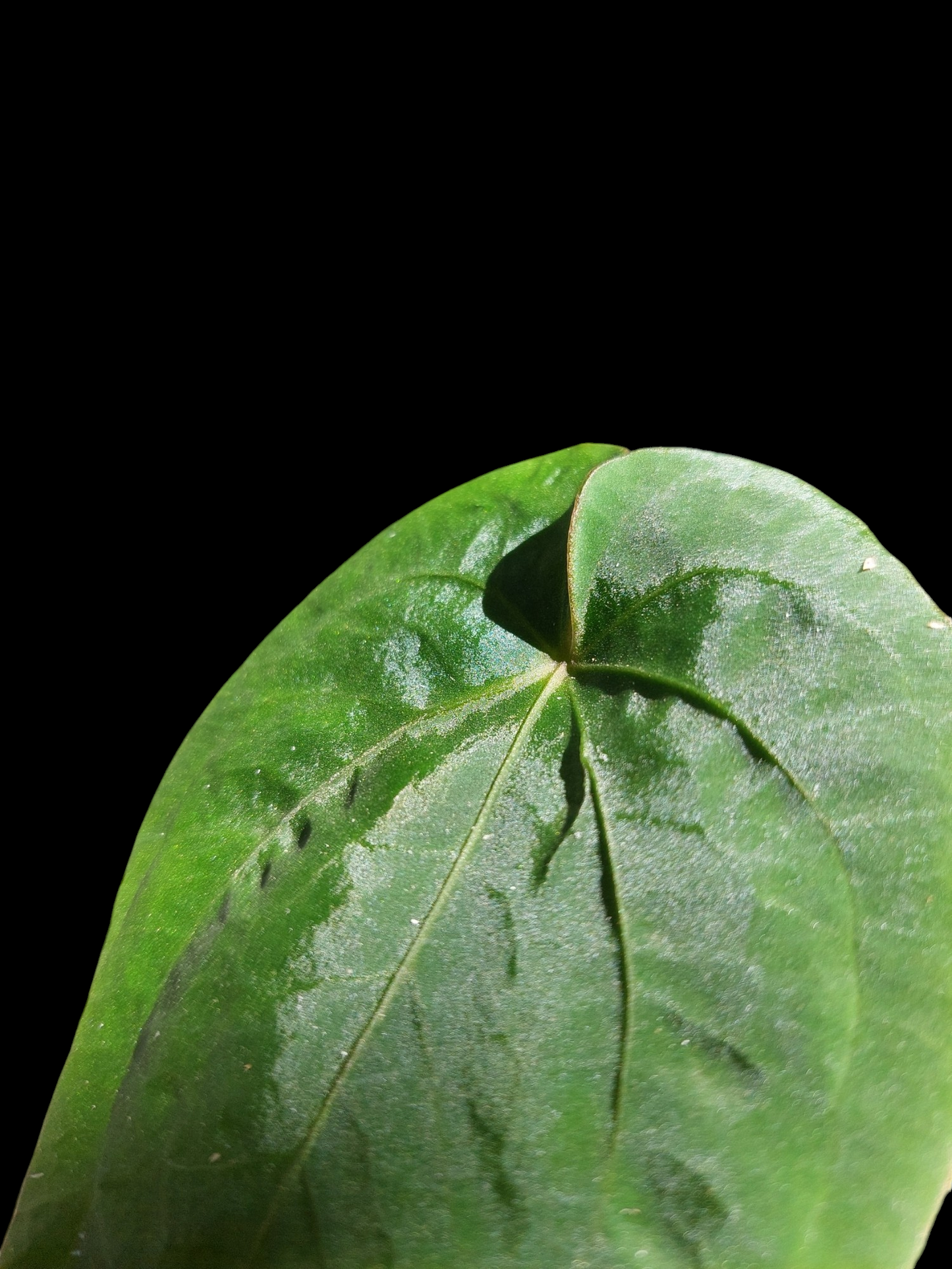 Anthurium Dressleri 'San Blas' Wild Ecotype (EXACT PLANT)