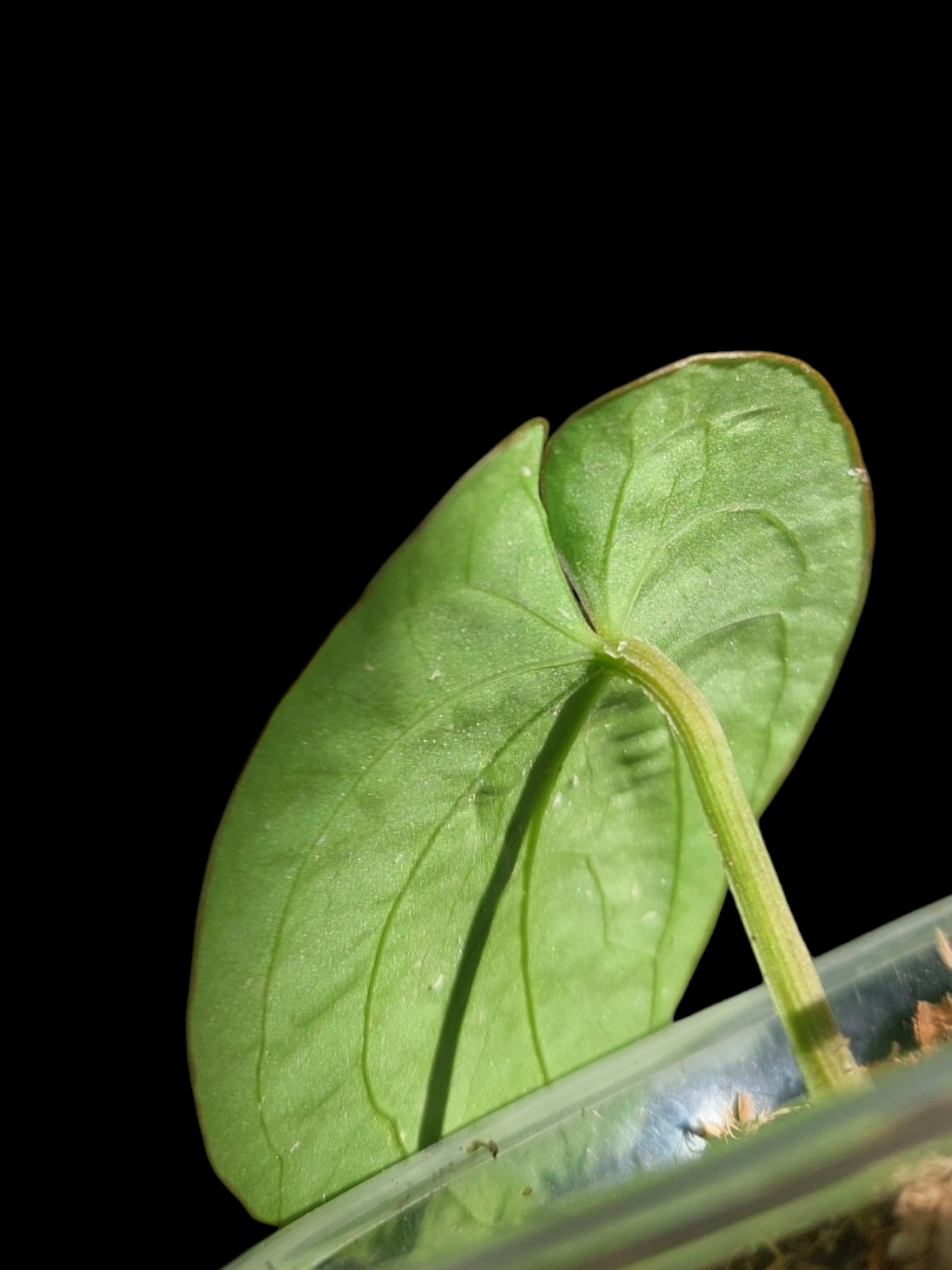 Anthurium Dressleri 'San Blas' Wild Ecotype (EXACT PLANT)